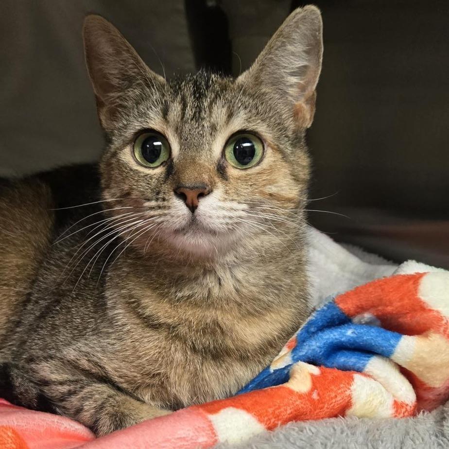 Button, a Adoptable Domestic Short Hair in Hendersonville, NC image 2/6