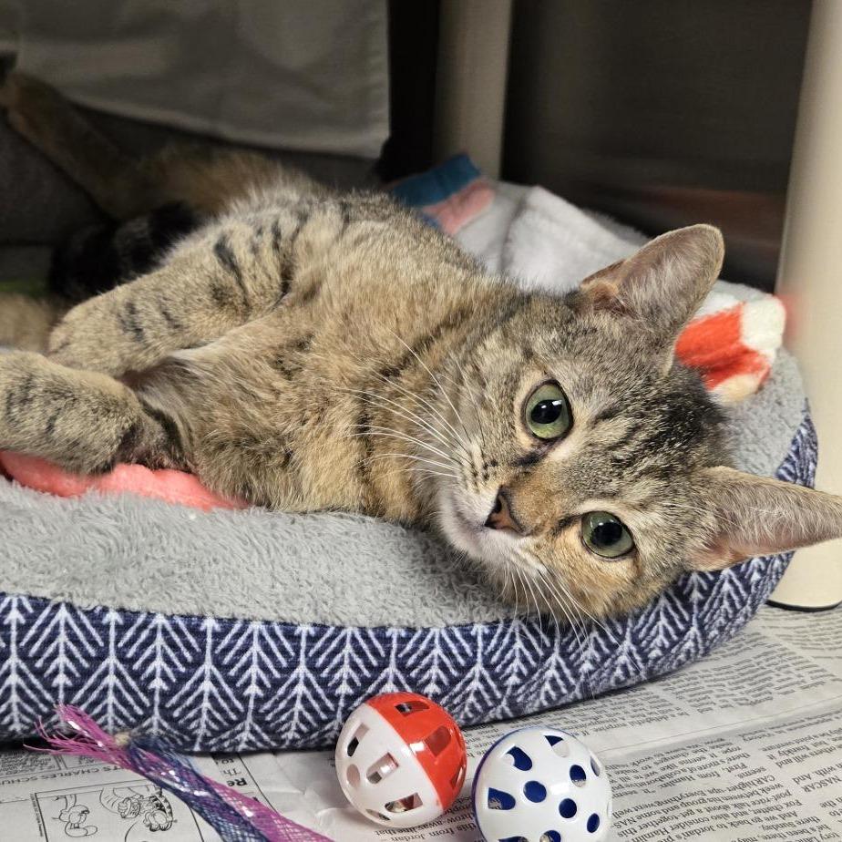 Button, a Adoptable Domestic Short Hair in Hendersonville, NC image 3/6