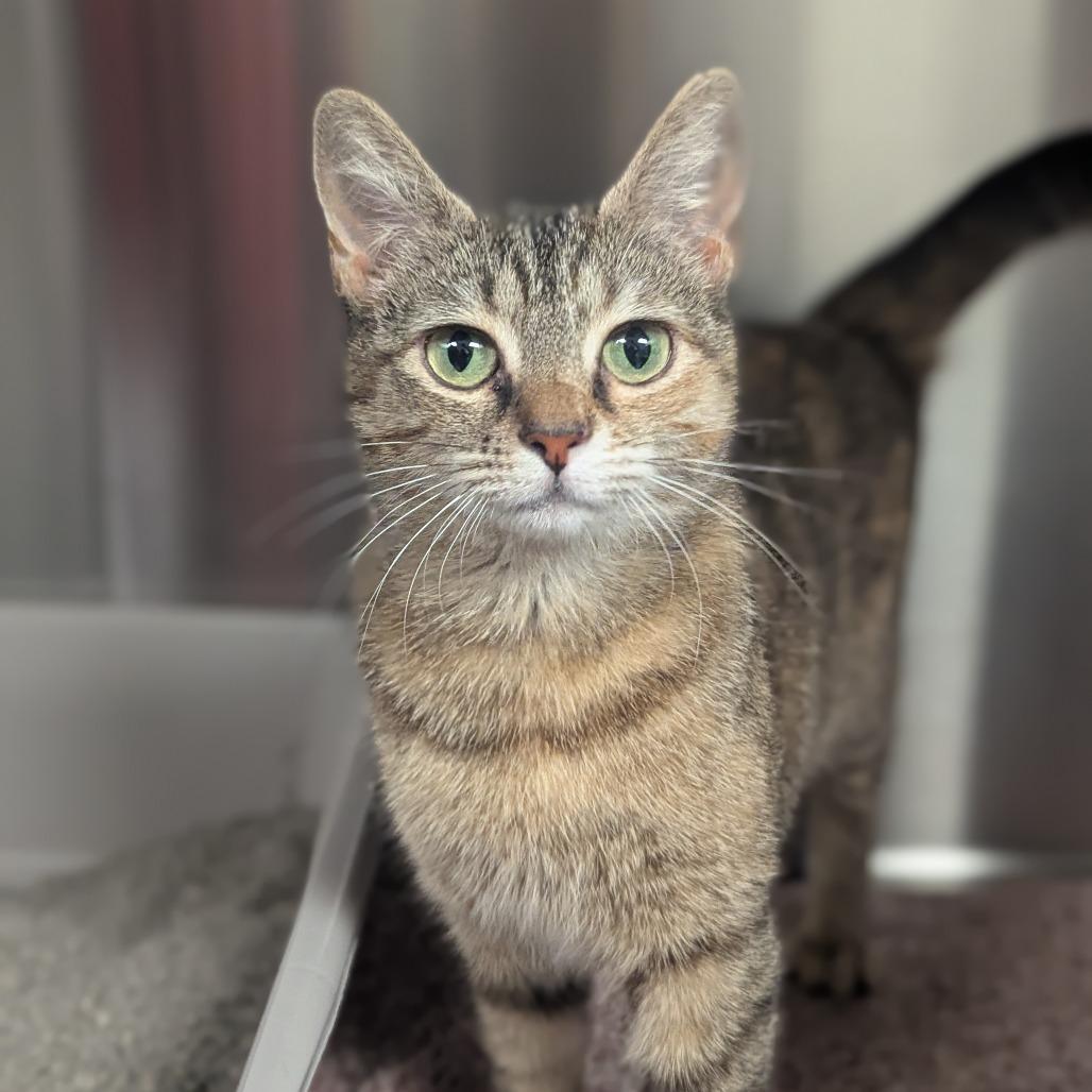 Button, a Adoptable Domestic Short Hair in Hendersonville, NC image 4/6