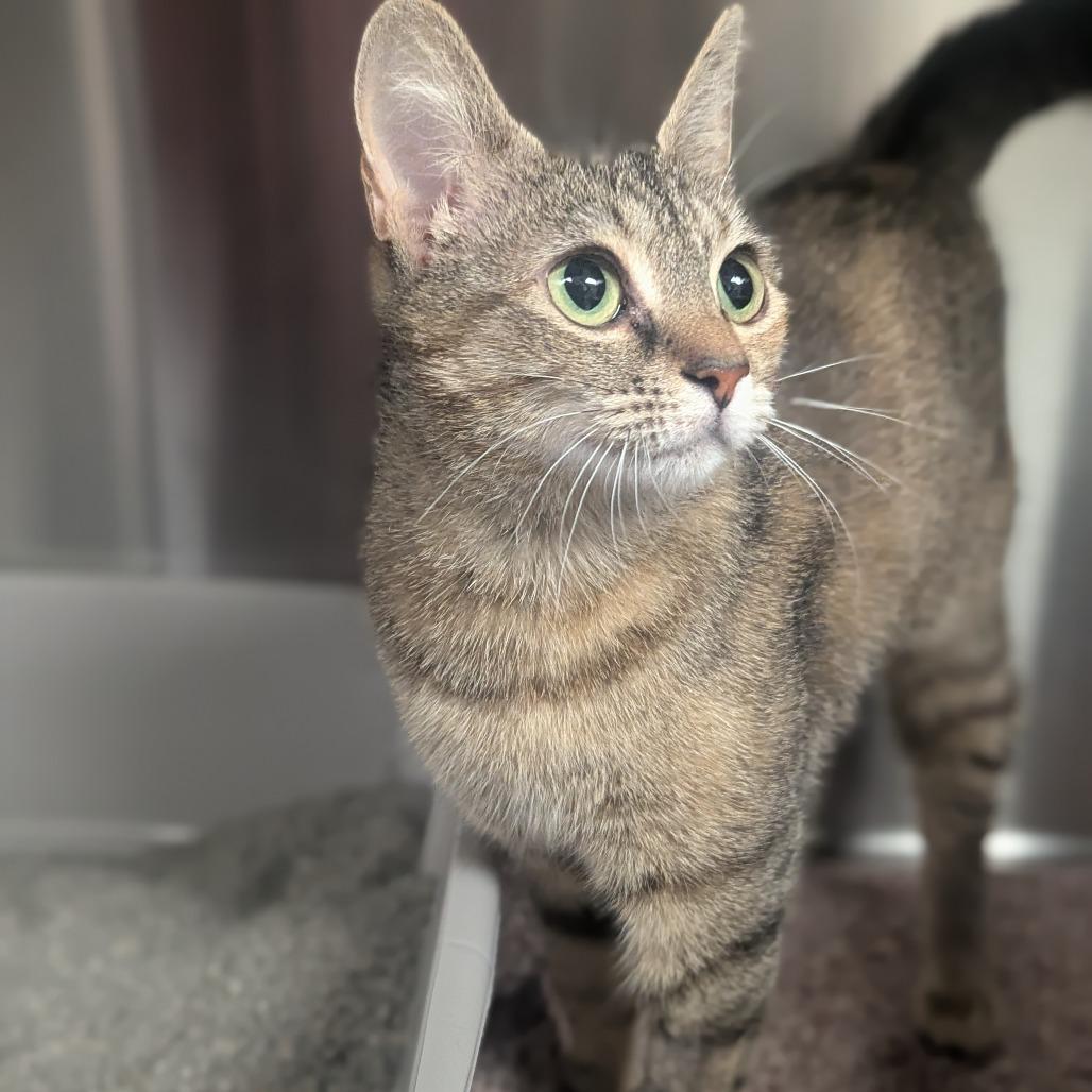 Button, a Adoptable Domestic Short Hair in Hendersonville, NC image 5/6