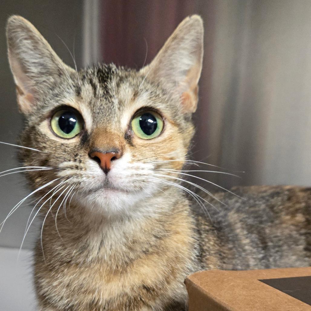 Button, a Adoptable Domestic Short Hair in Hendersonville, NC image 6/6