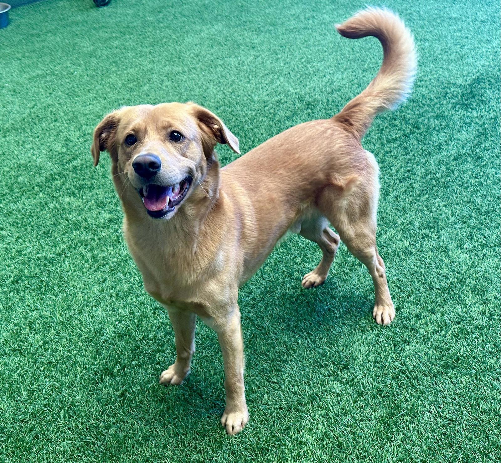 Elvis, Adopted, Adult Male Golden Retriever.