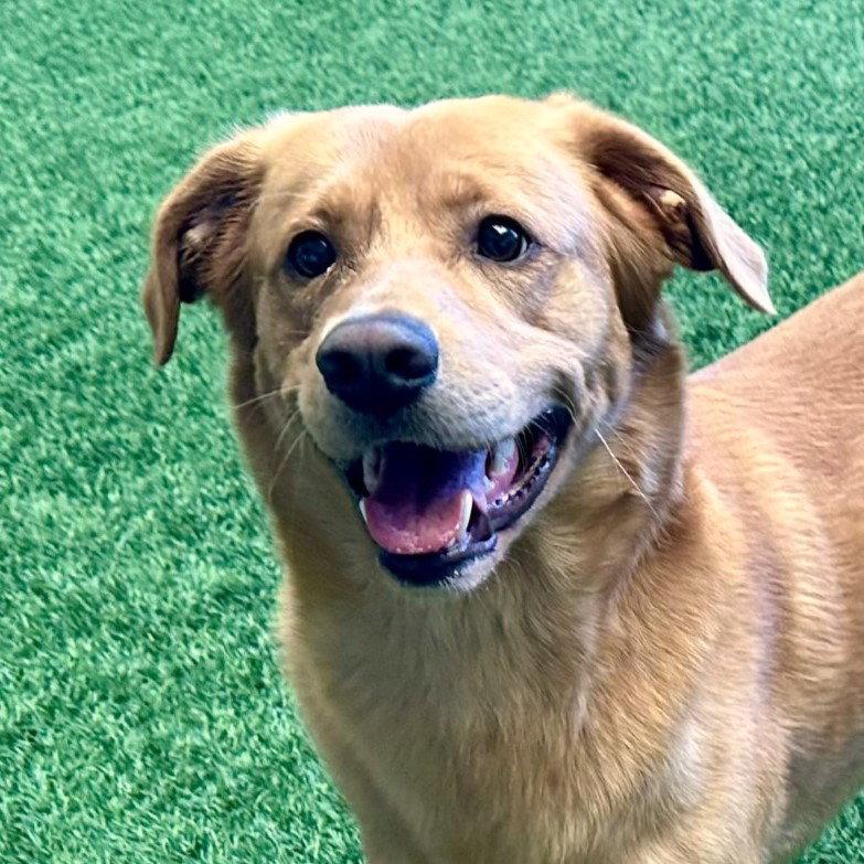 Enlarge Elvis, a Adopted Golden Retriever in Burlingame, CA image 2/3
