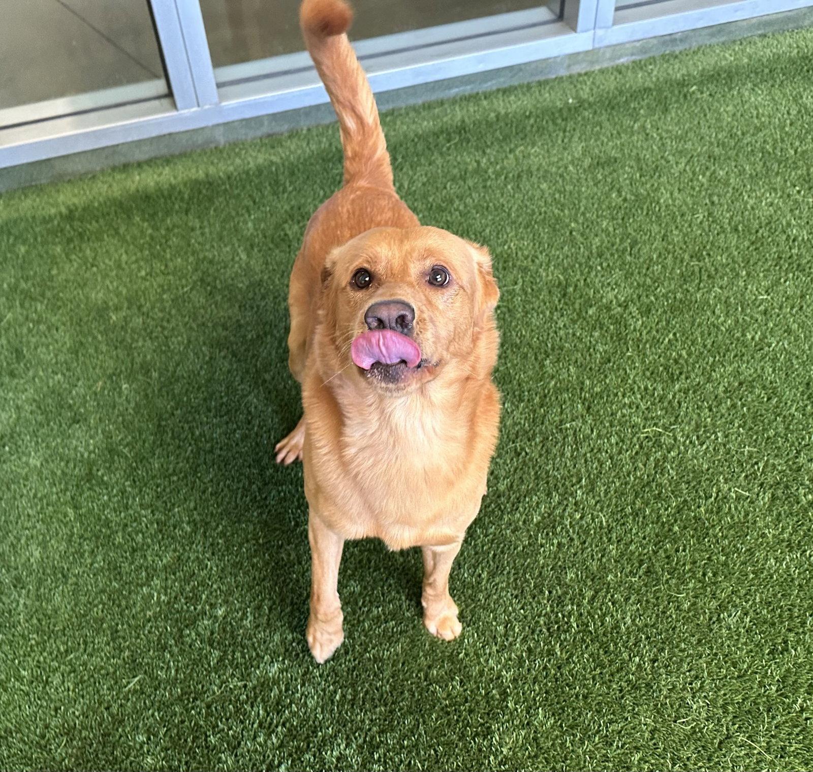 Enlarge Elvis, a Adopted Golden Retriever in Burlingame, CA image 3/3