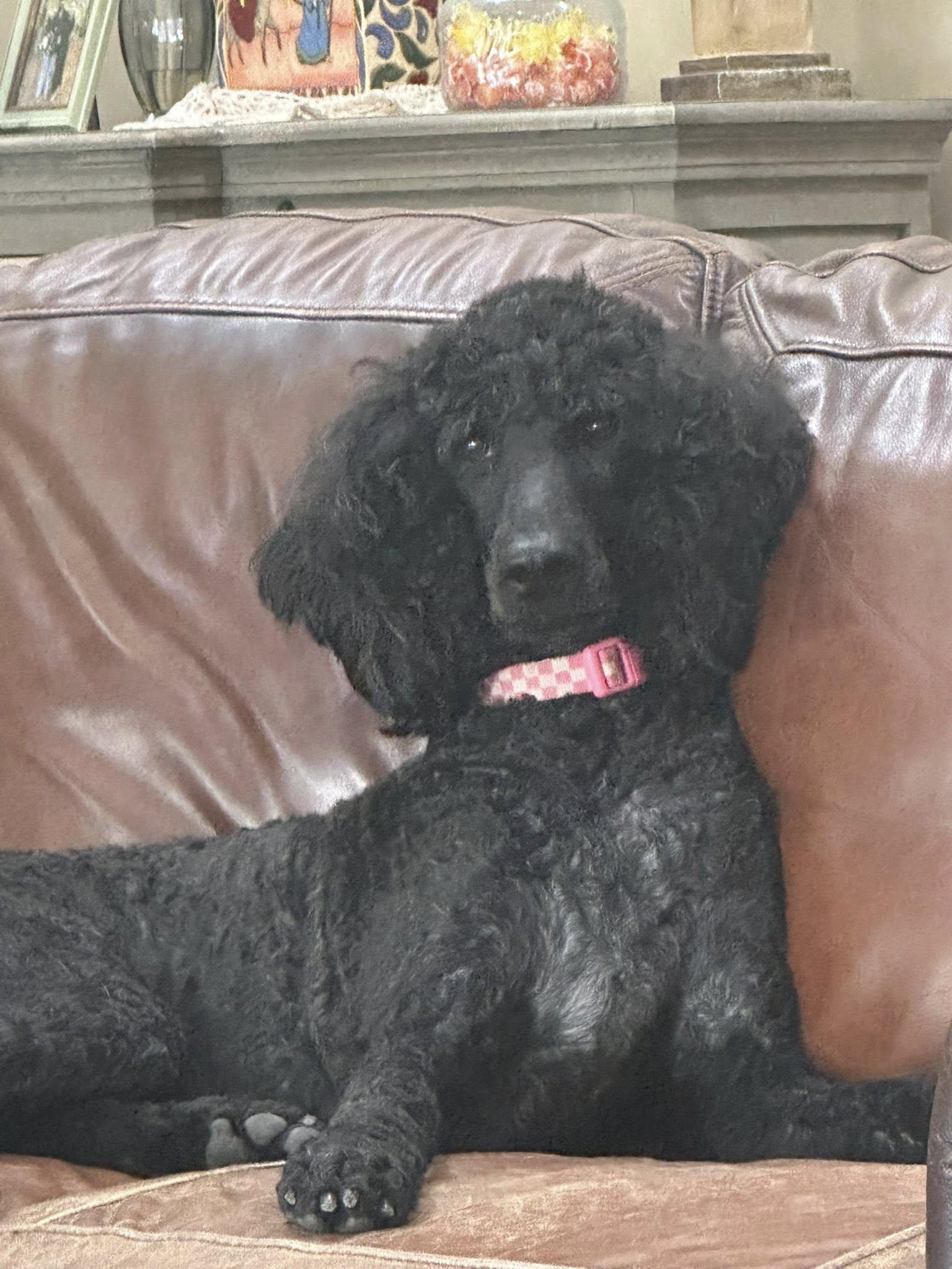 Enlarge Bijou, a ADOPTABLE Standard Poodle in Baton Rouge, LA image 4/4