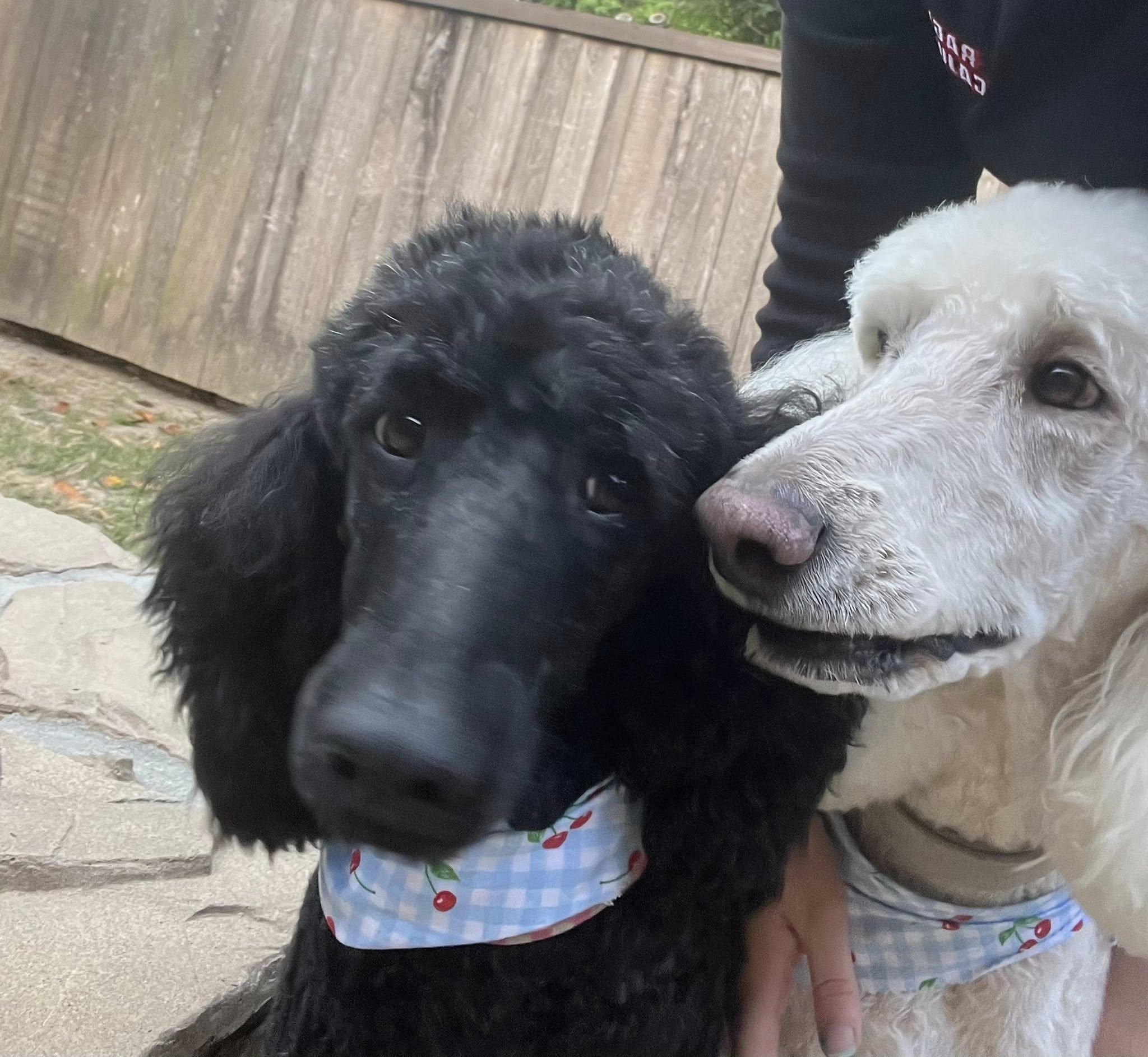 Enlarge Bijou, a ADOPTABLE Standard Poodle in Baton Rouge, LA image 3/4
