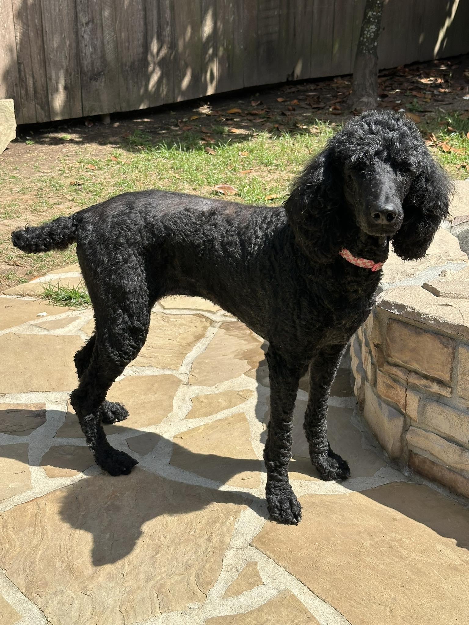 Bijou, an adopted Standard Poodle in Baton Rouge, LA image 1/4