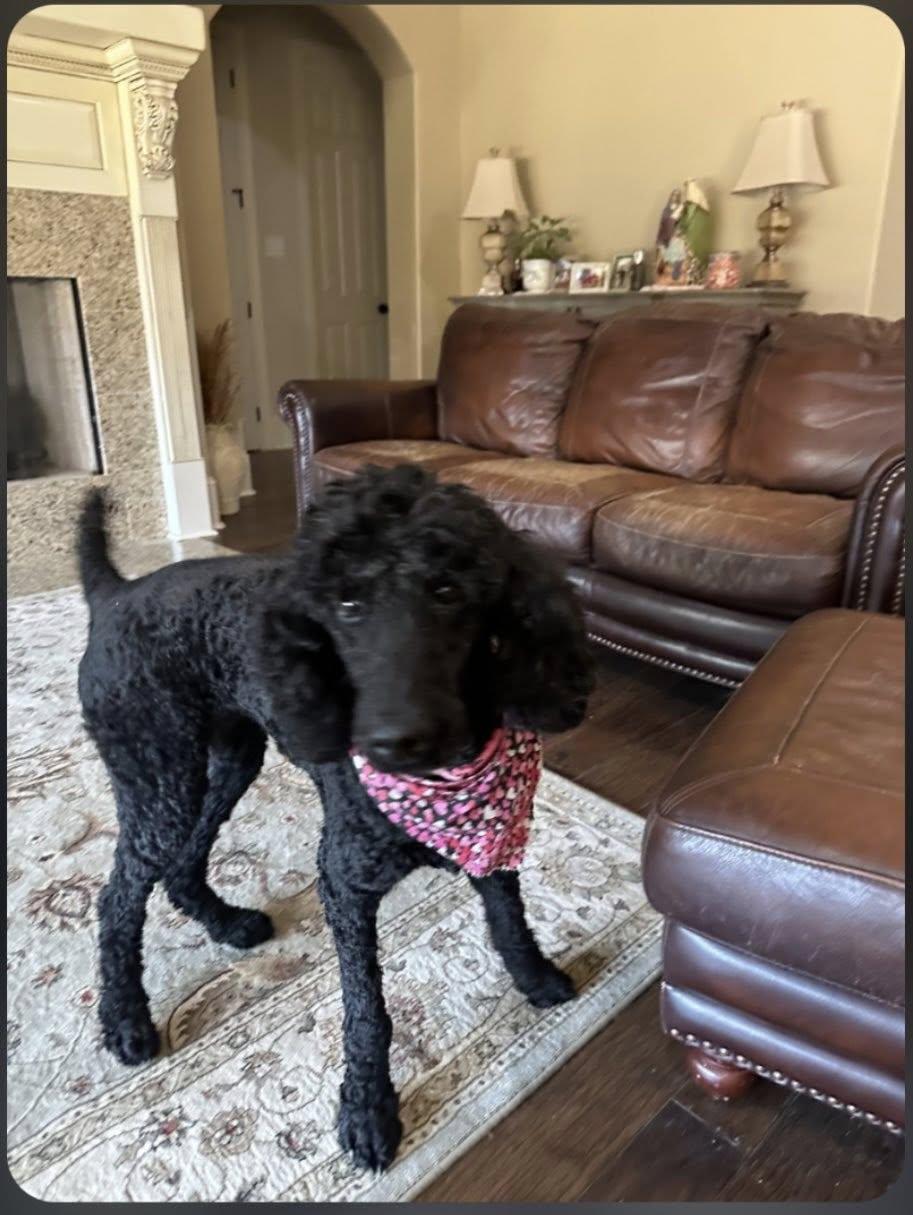 Enlarge Bijou, a ADOPTABLE Standard Poodle in Baton Rouge, LA image 1/4