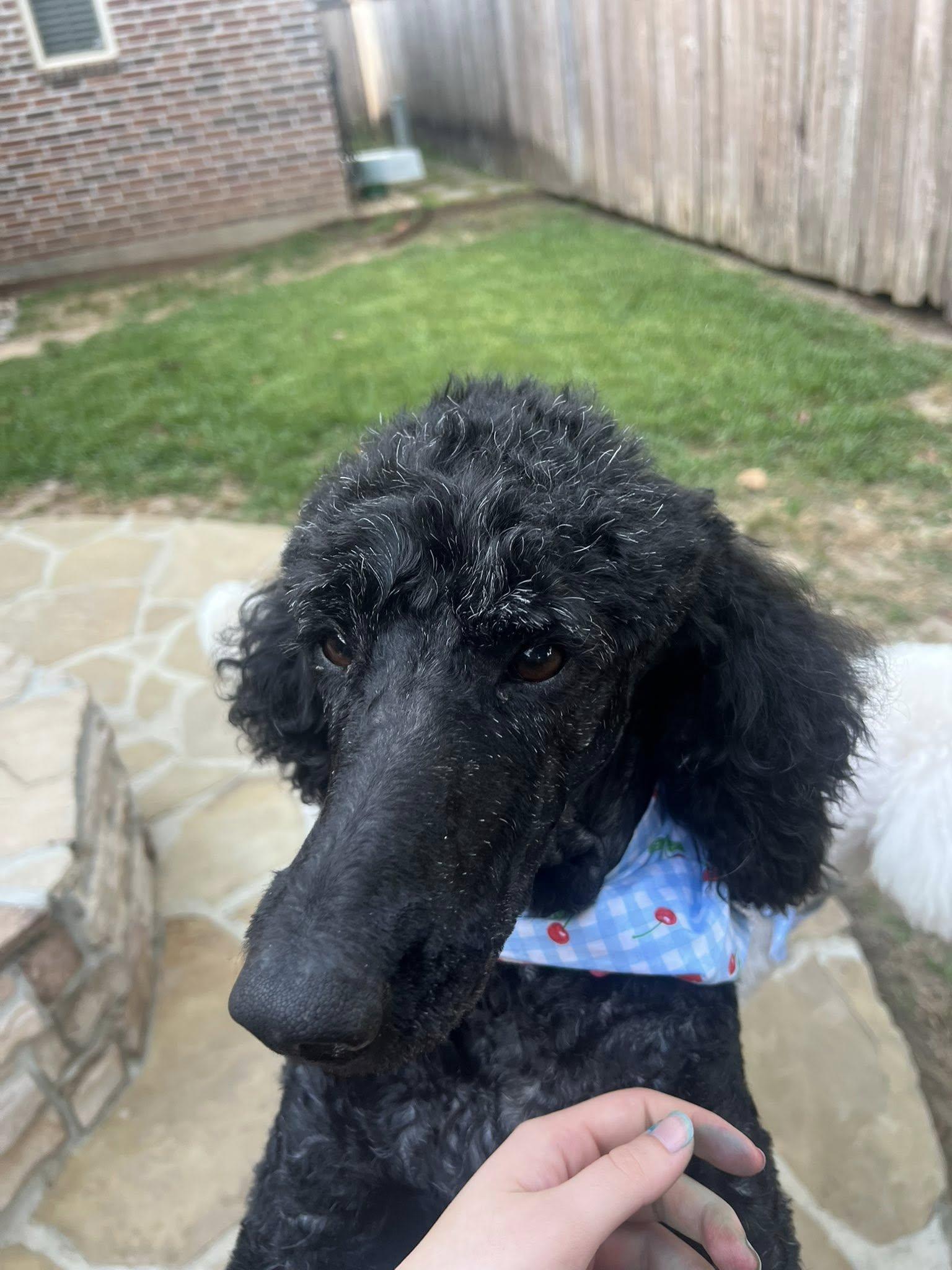 Enlarge Bijou, a ADOPTABLE Standard Poodle in Baton Rouge, LA image 2/4