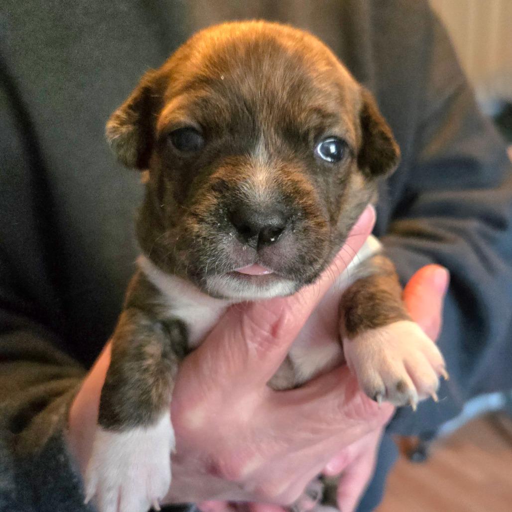 CT Rotini avail Dec 27, Adoptable, Puppy Female Chihuahua.