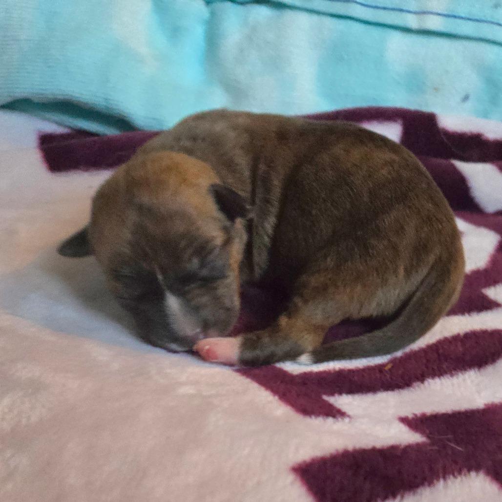 Enlarge CT Rotini avail Dec 27, a Adoptable mixed breed in Eastford, CT image 2/6