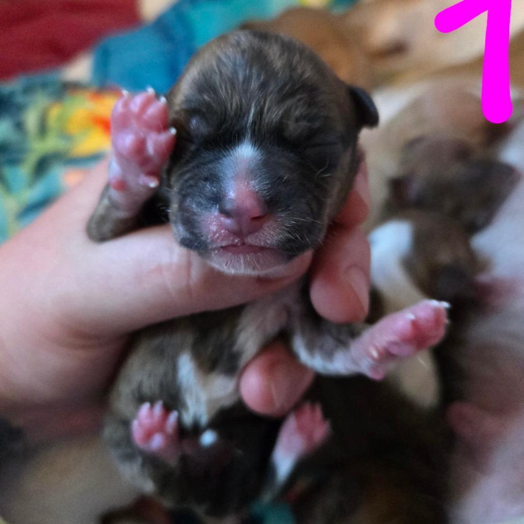 Enlarge CT Rotini avail Dec 27, a Adoptable mixed breed in Eastford, CT image 3/6