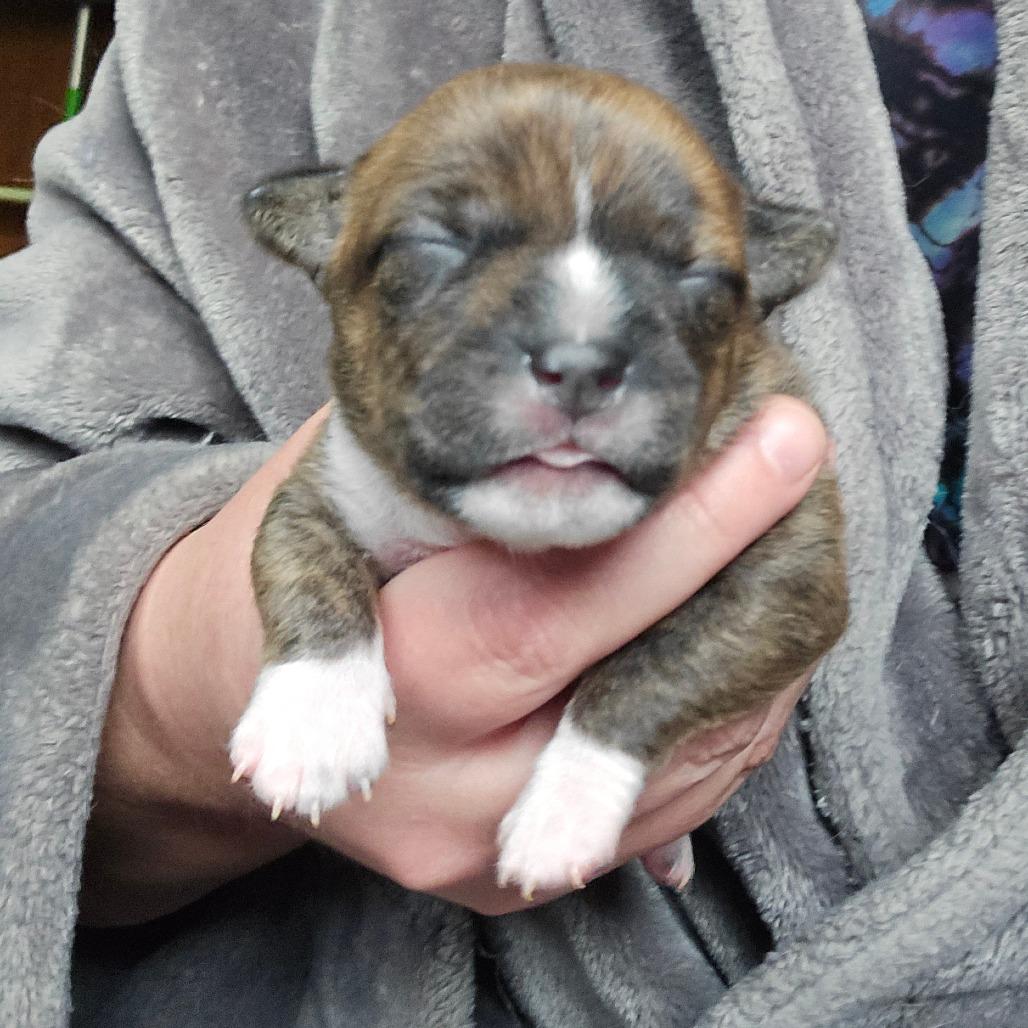 Enlarge CT Rotini avail Dec 27, a Adoptable mixed breed in Eastford, CT image 4/6