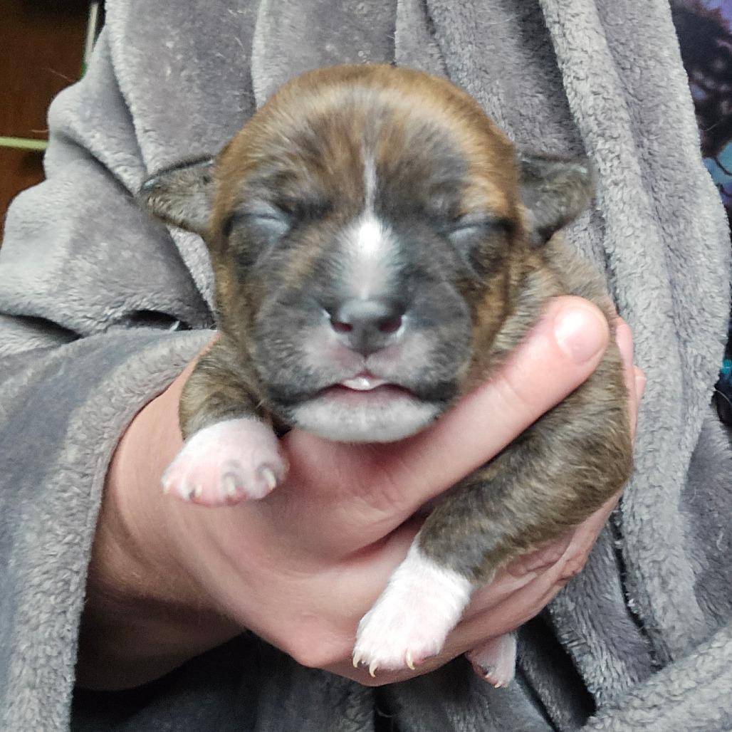 Enlarge CT Rotini avail Dec 27, a Adoptable mixed breed in Eastford, CT image 5/6