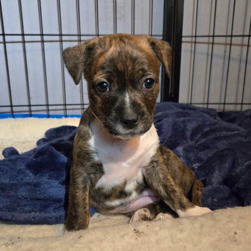 Enlarge CT Rotini avail Dec 27, a Adoptable mixed breed in Eastford, CT image 6/6