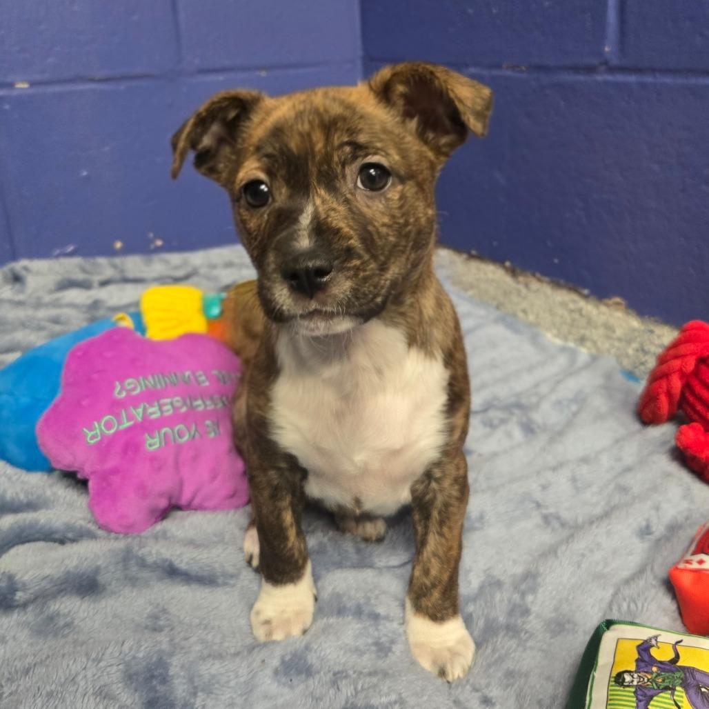 Enlarge CT Rotini, a Adoptable mixed breed in Eastford, CT image 6/6