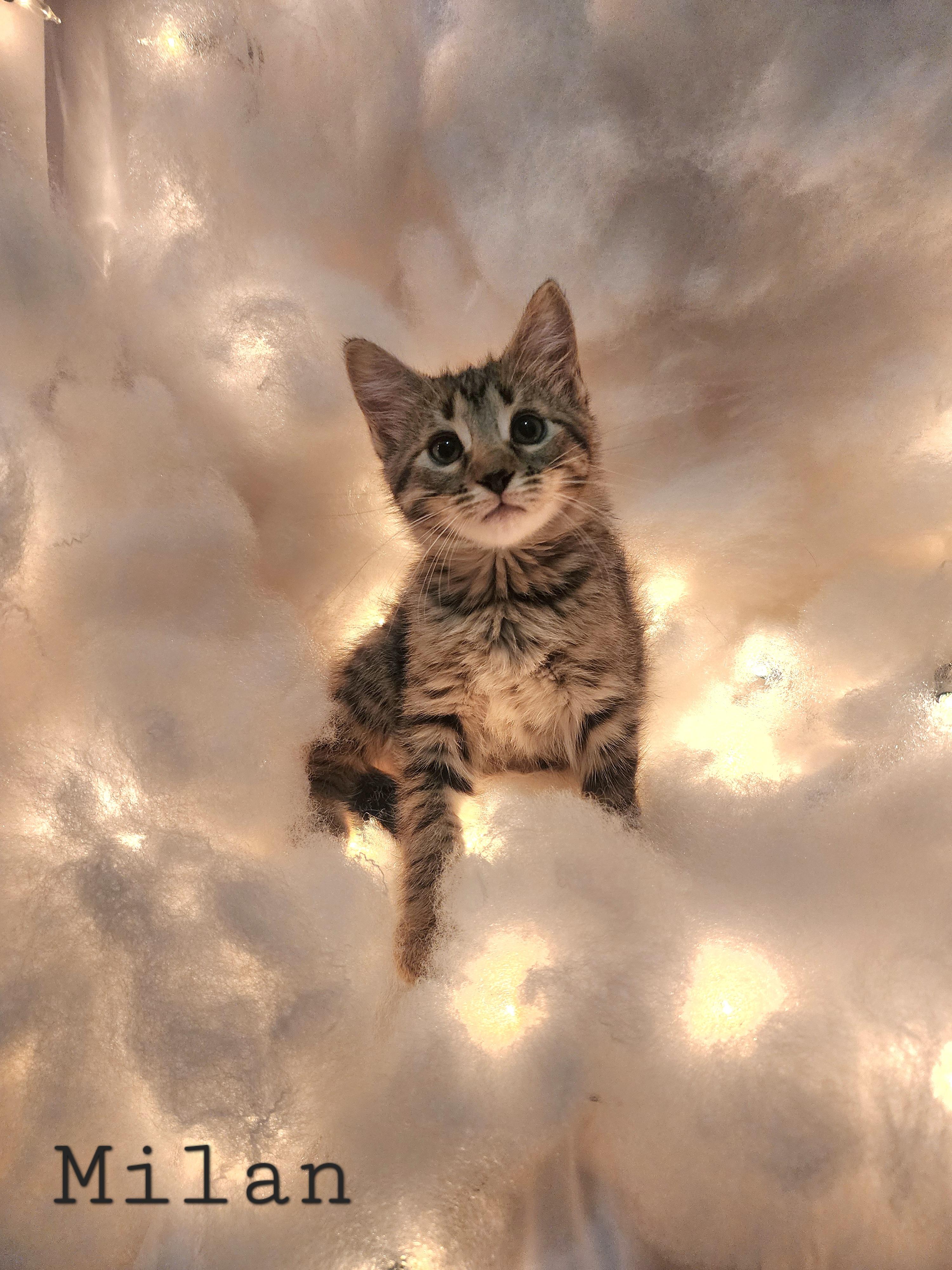 Milan, ADOPTABLE, Kitten Male Domestic Medium Hair.