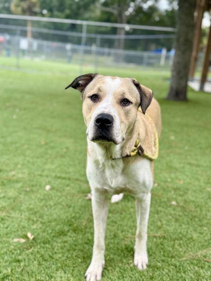 Cyrus - 2, Adoptable, Young Male Saint Bernard & Pit Bull Terrier.