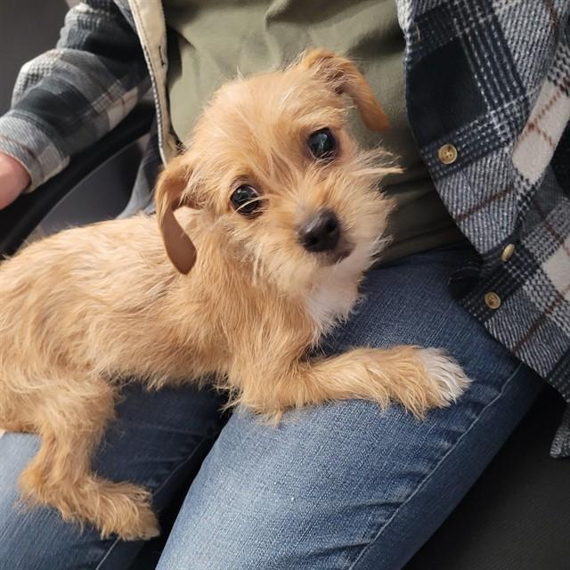 Enlarge Coconut, an adopted mixed breed in Urbana, IL image 1/1