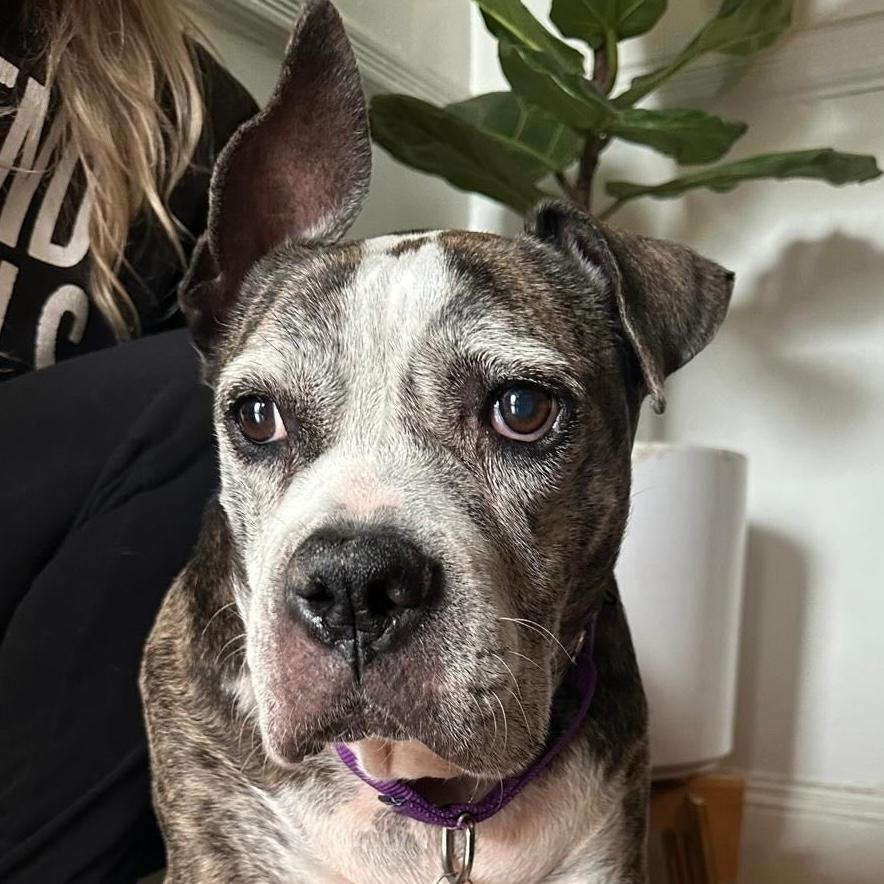 Zoe, Adoptable, Senior Female Bulldog & Boston Terrier.