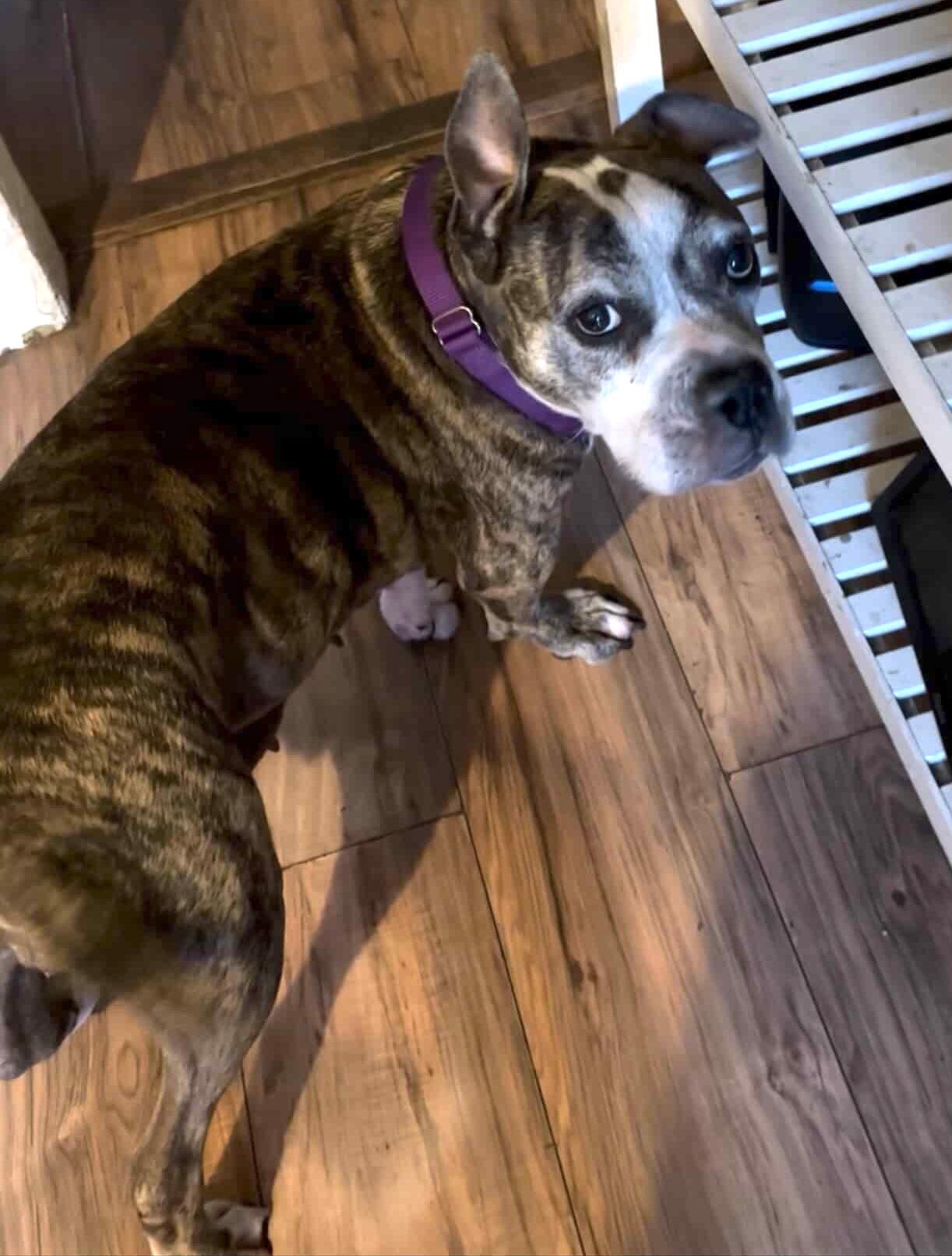 Enlarge Zoe, a Adoptable mixed breed in Brooklyn, NY image 4/6