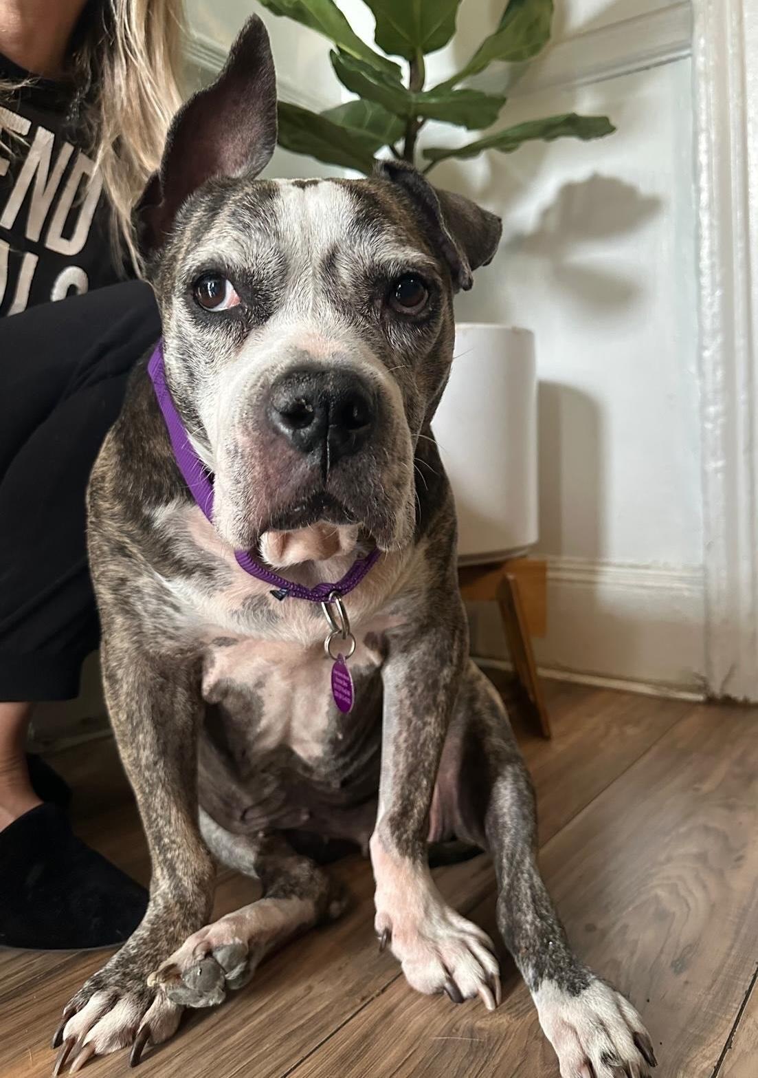 Enlarge Zoe, a Adoptable mixed breed in Brooklyn, NY image 5/6