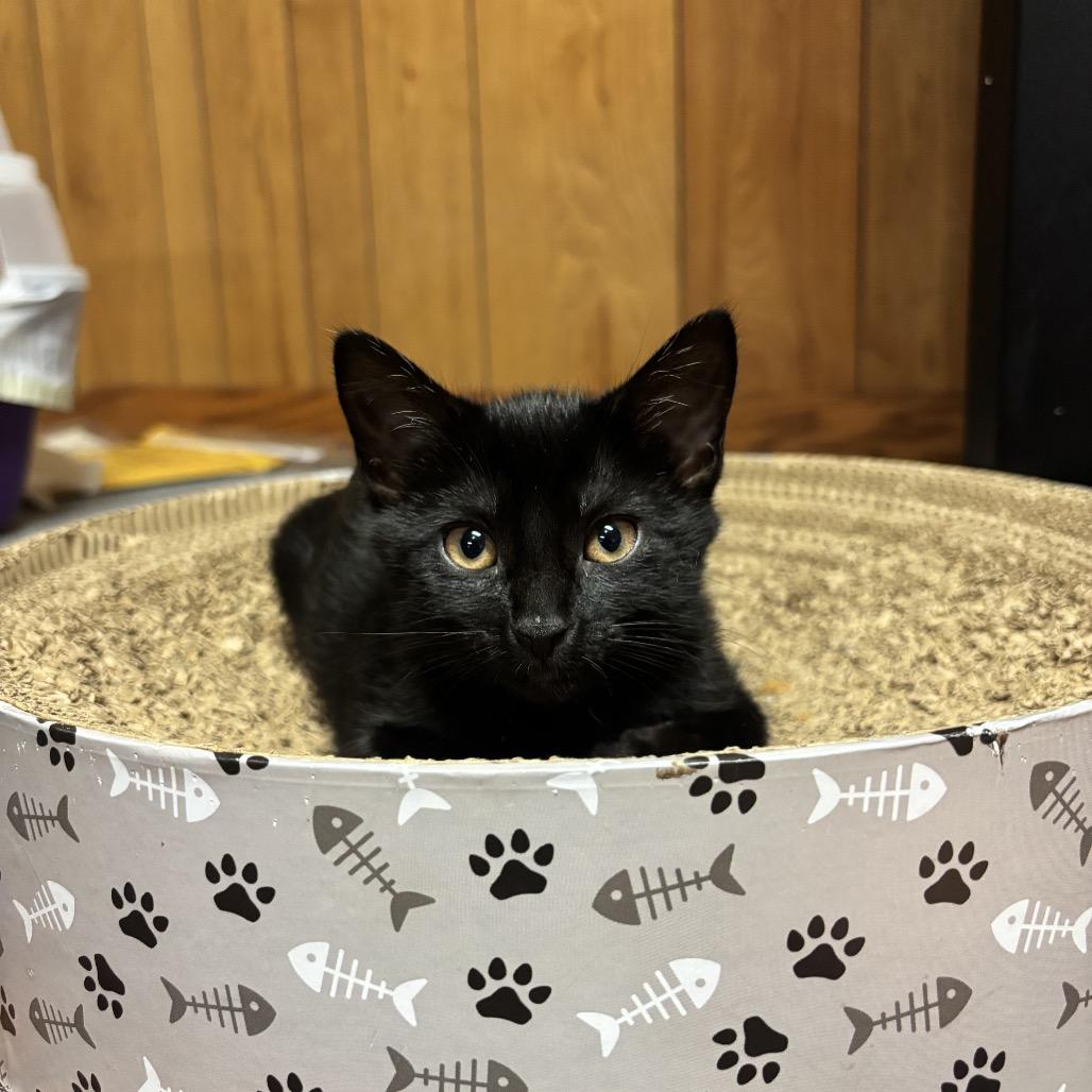 Sabrina, a Adoptable Domestic Short Hair in Wichita, KS image 2/6