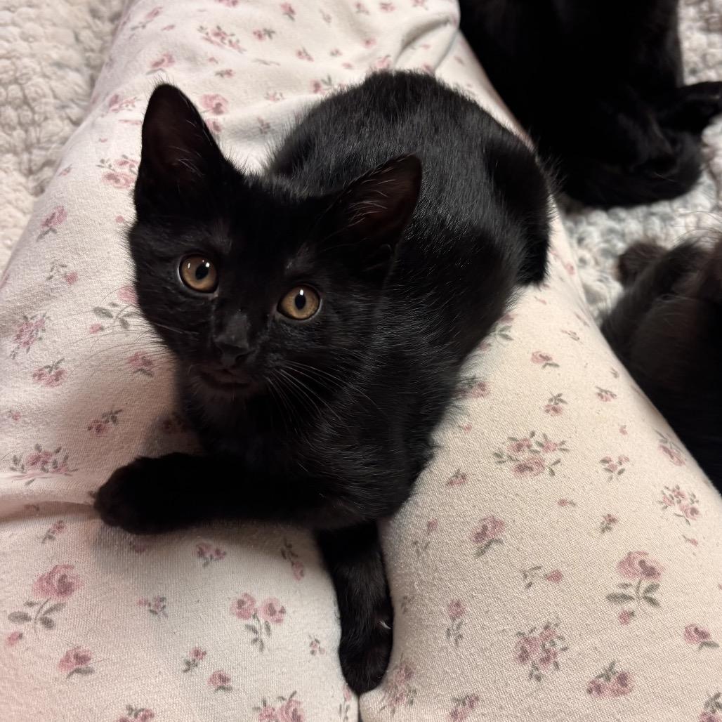 Sabrina, a Adoptable Domestic Short Hair in Wichita, KS image 4/6