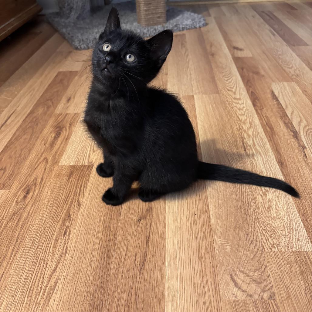Sabrina, a Adoptable Domestic Short Hair in Wichita, KS image 5/6