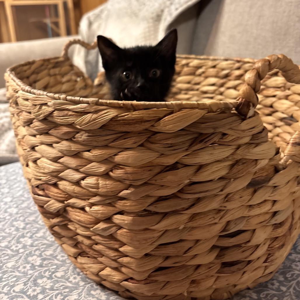 Sabrina, a Adoptable Domestic Short Hair in Wichita, KS image 6/6