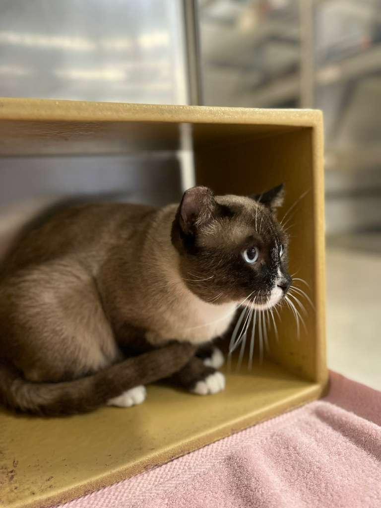 Samboon, Adoptable, Young Male Domestic Short Hair.