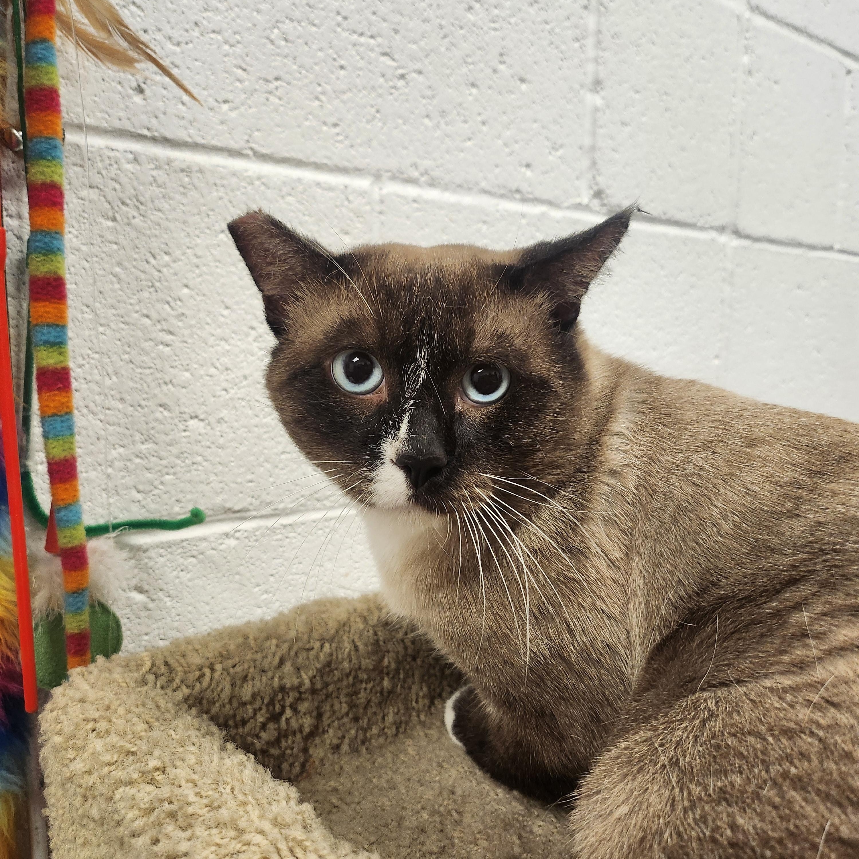 Enlarge Samboon, a Adoptable Domestic Short Hair in Las Vegas, NV image 2/3