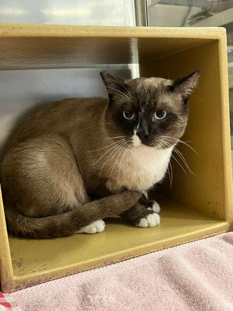 Enlarge Samboon, a Adoptable Domestic Short Hair in Las Vegas, NV image 3/3