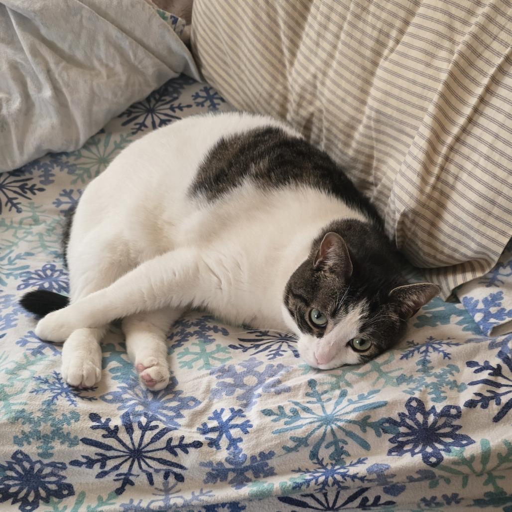 Sophia, Adoptable, Adult Female Domestic Medium Hair.