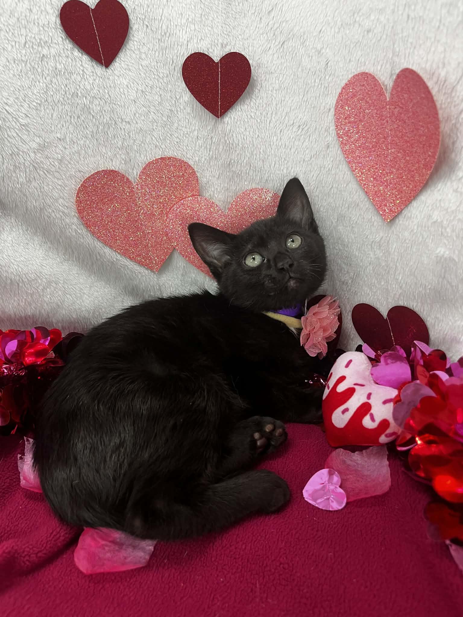 Enlarge Marlissa , a ADOPTABLE Domestic Medium Hair in Tavares, FL image 2/2