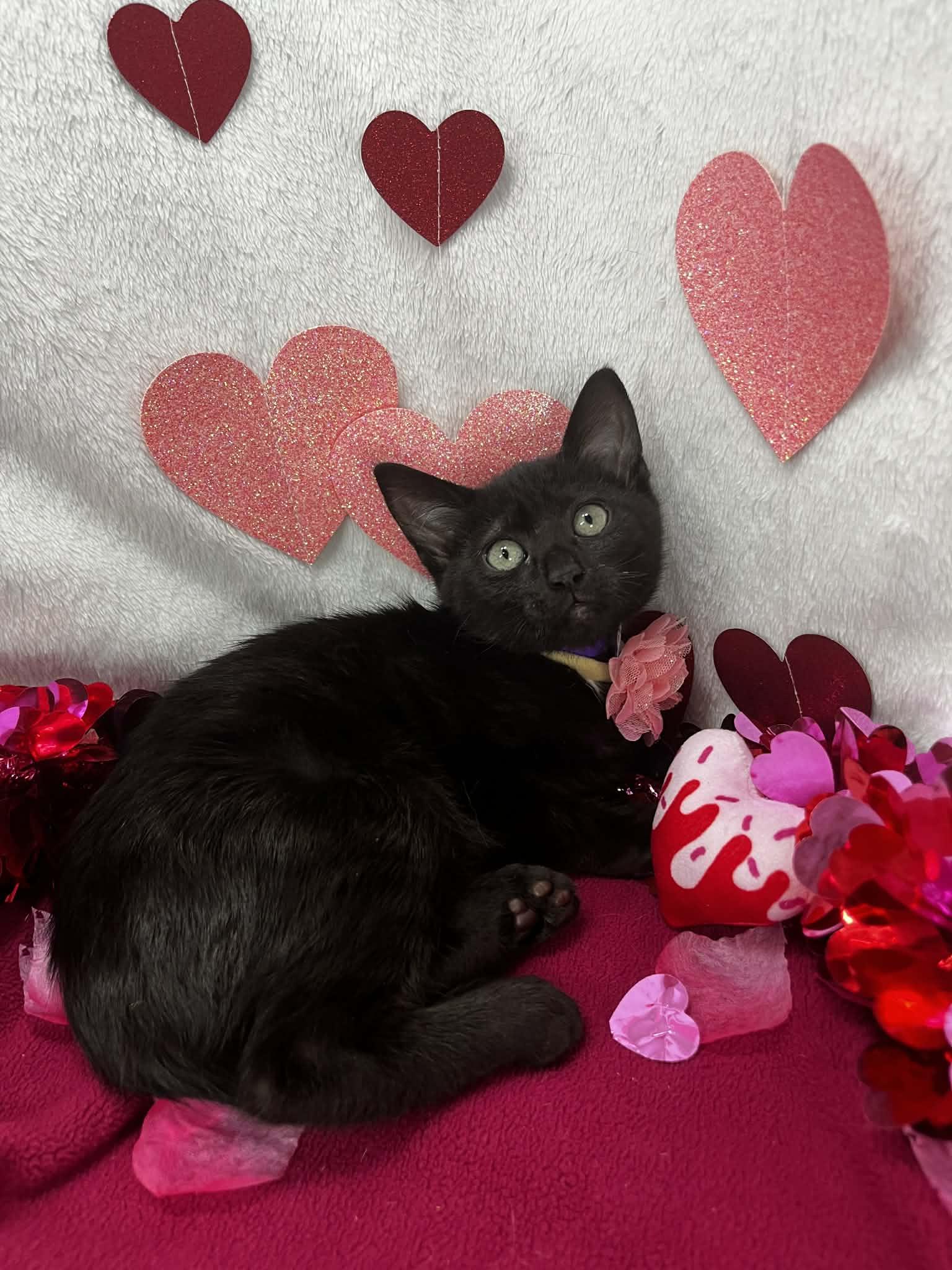Marlissa , ADOPTABLE, Kitten Female Domestic Medium Hair.