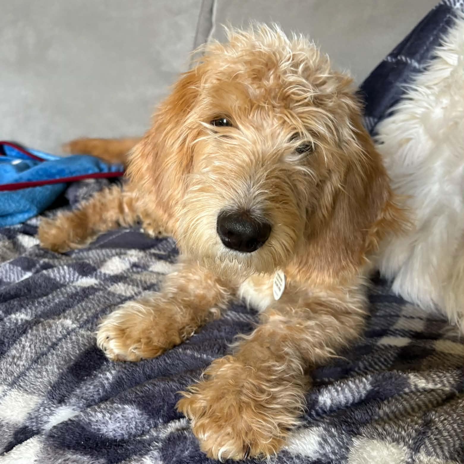Enlarge Ozzy, an adopted mixed breed in Mead, CO image 3/6