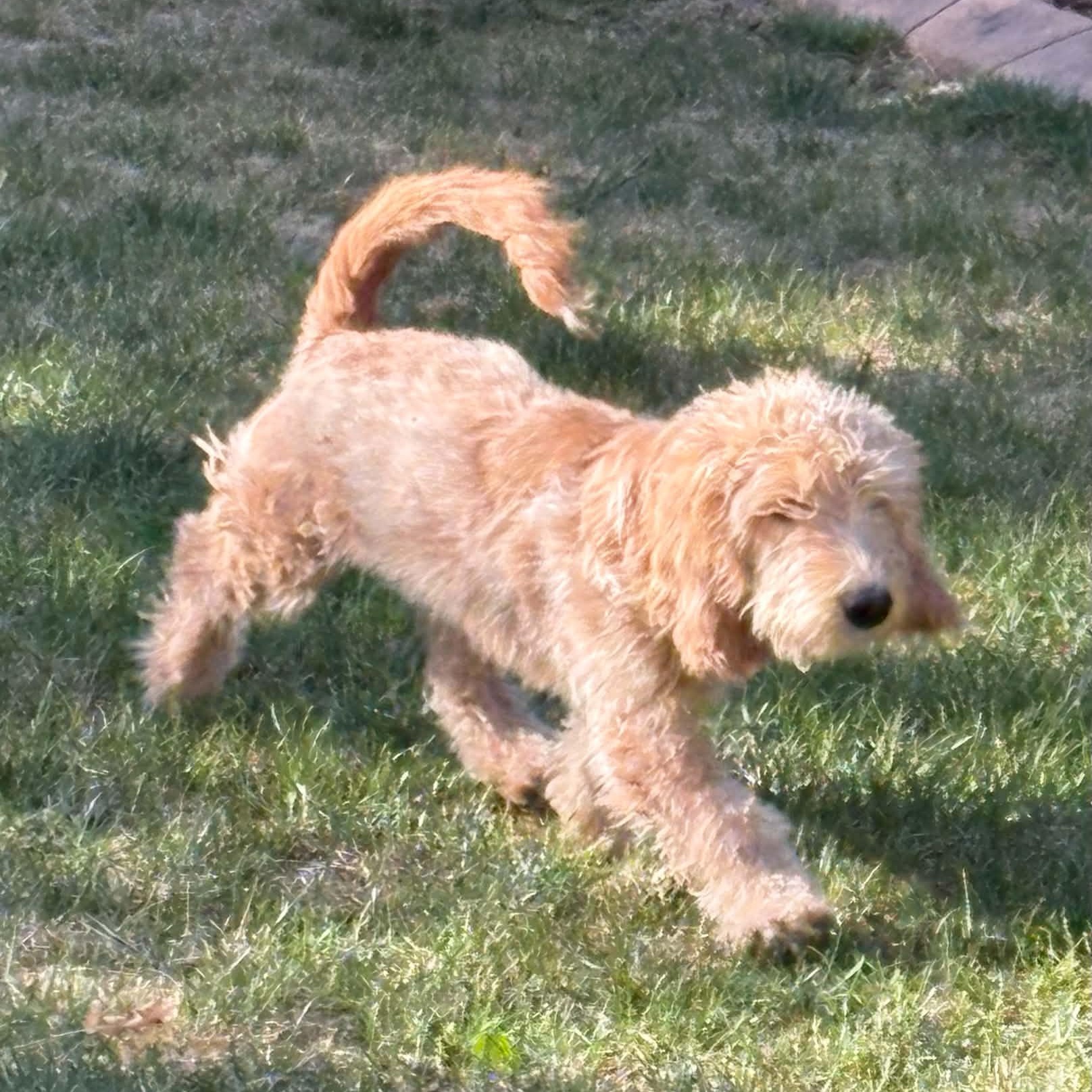 Enlarge Ozzy, an adopted mixed breed in Mead, CO image 5/6