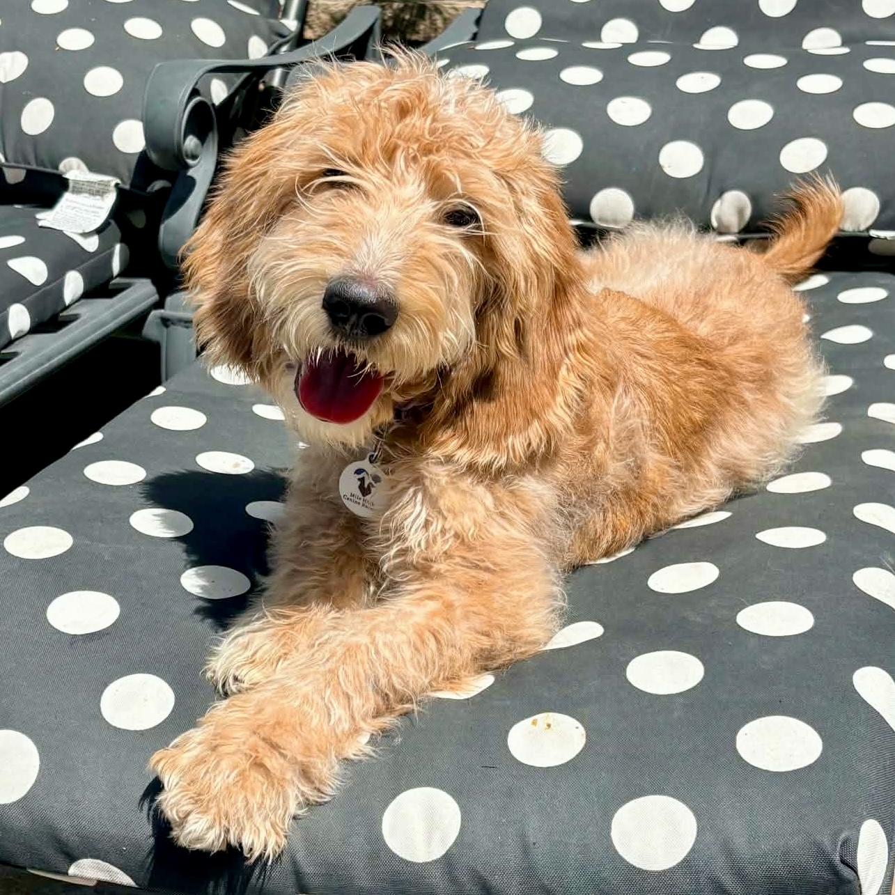 Ozzy, adopted, Puppy Male Poodle.