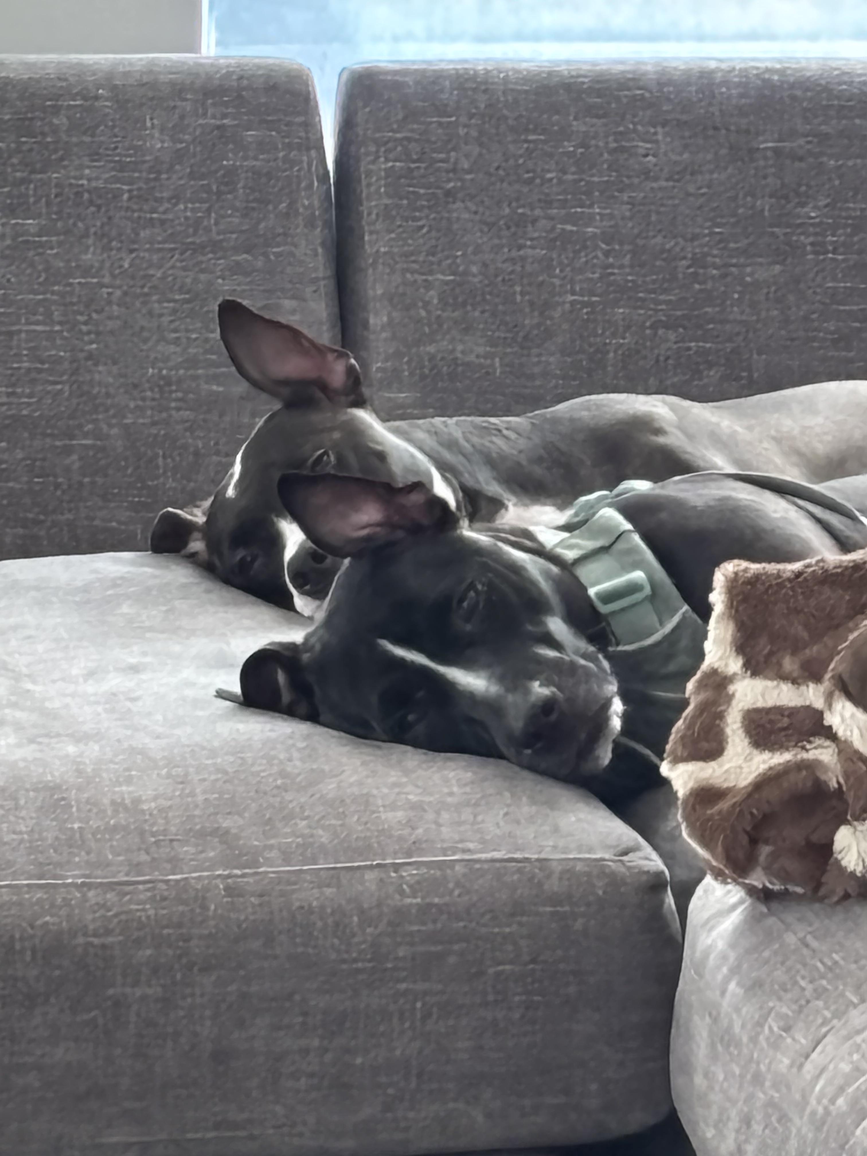 Enlarge Glenda , a ADOPTABLE mixed breed in tampa, FL image 5/6