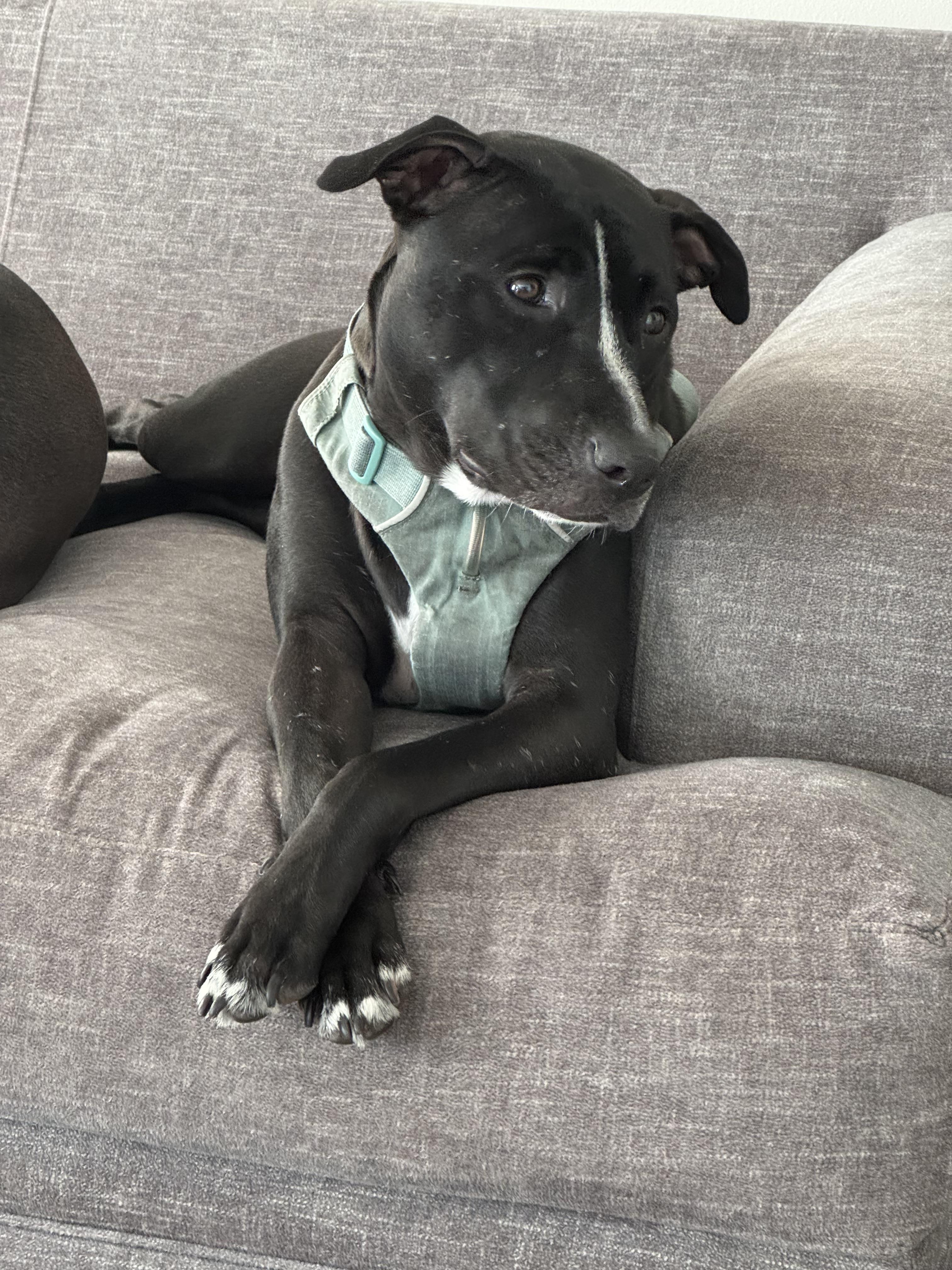 Enlarge Glenda , a ADOPTABLE mixed breed in tampa, FL image 4/6