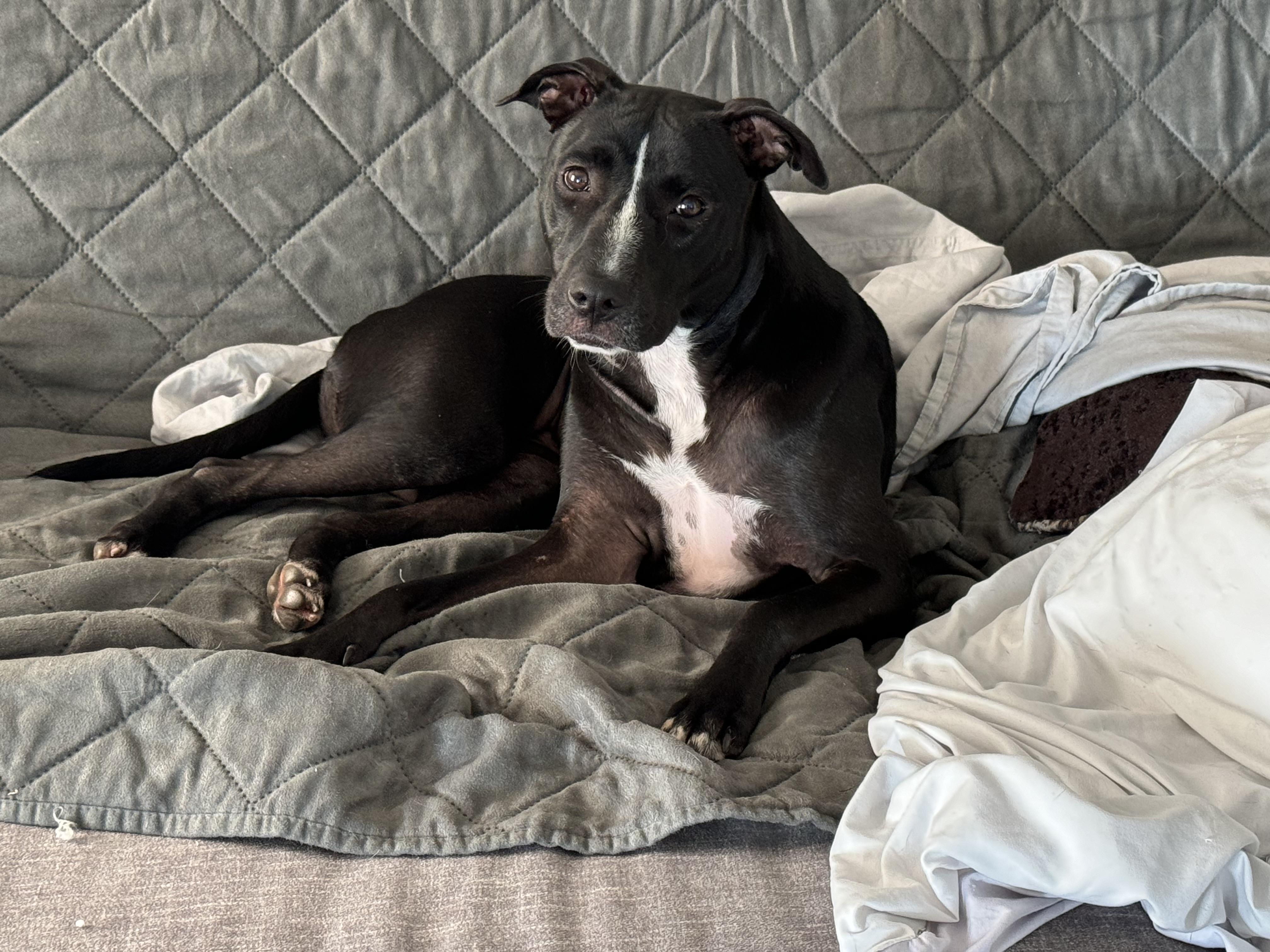 Enlarge Glenda , a ADOPTABLE mixed breed in tampa, FL image 2/6