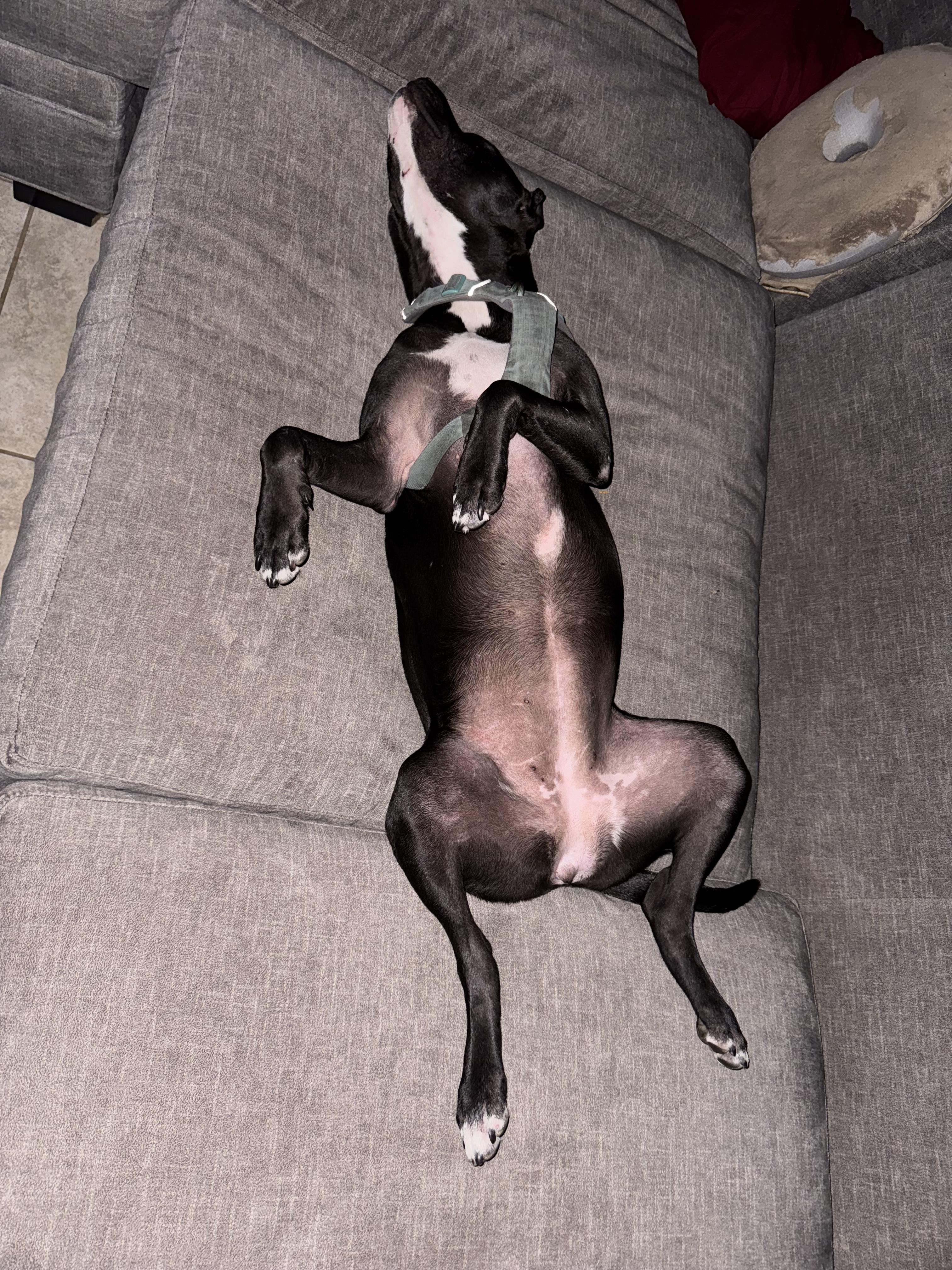 Enlarge Glenda , a ADOPTABLE mixed breed in tampa, FL image 3/6