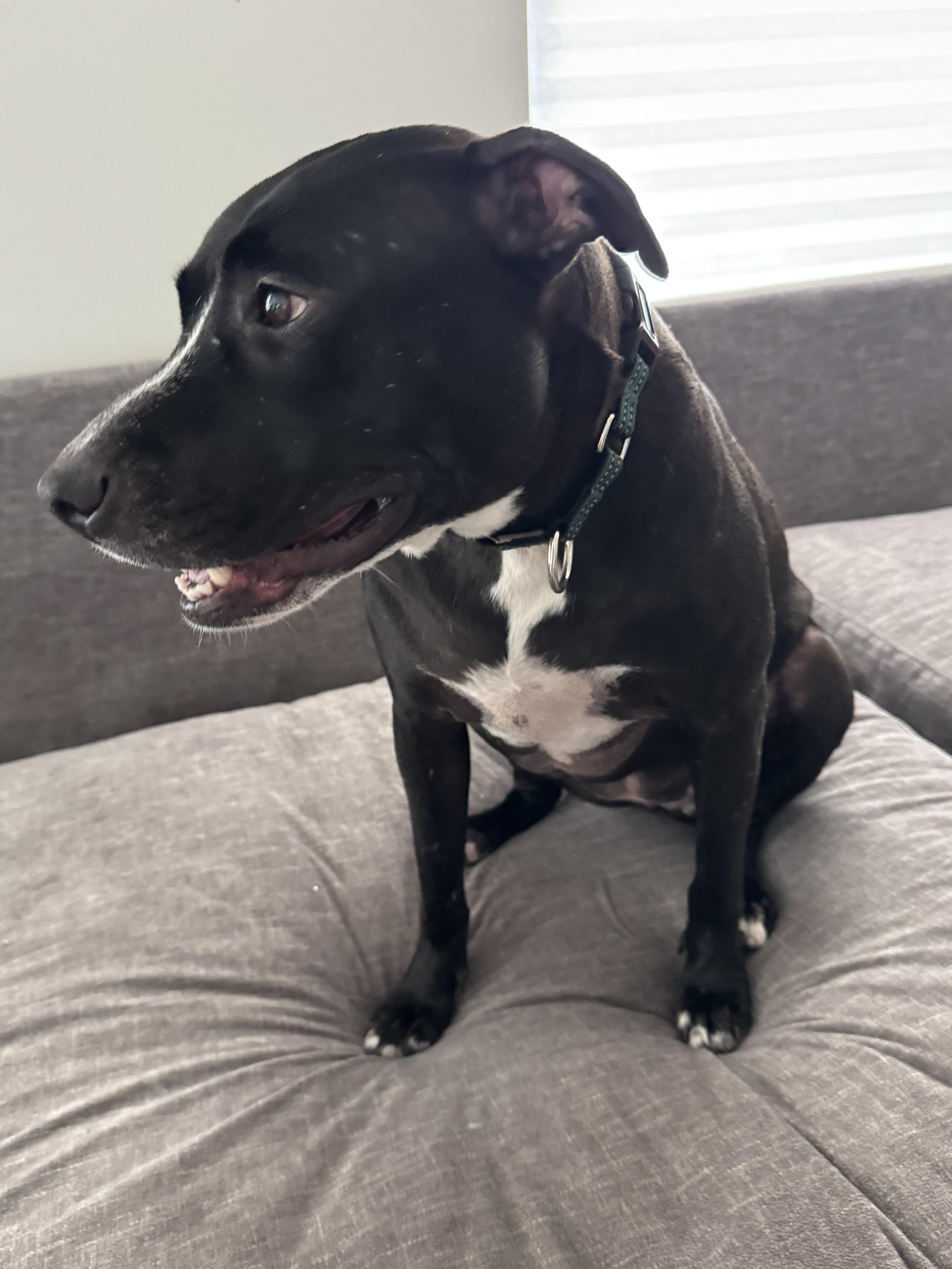 Enlarge Glenda , a ADOPTABLE mixed breed in tampa, FL image 6/6