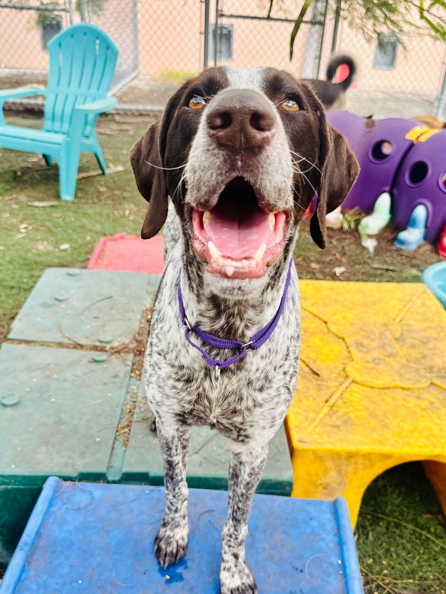 Reese, a ADOPTABLE German Shorthaired Pointer in Palm City, FL image 1/3