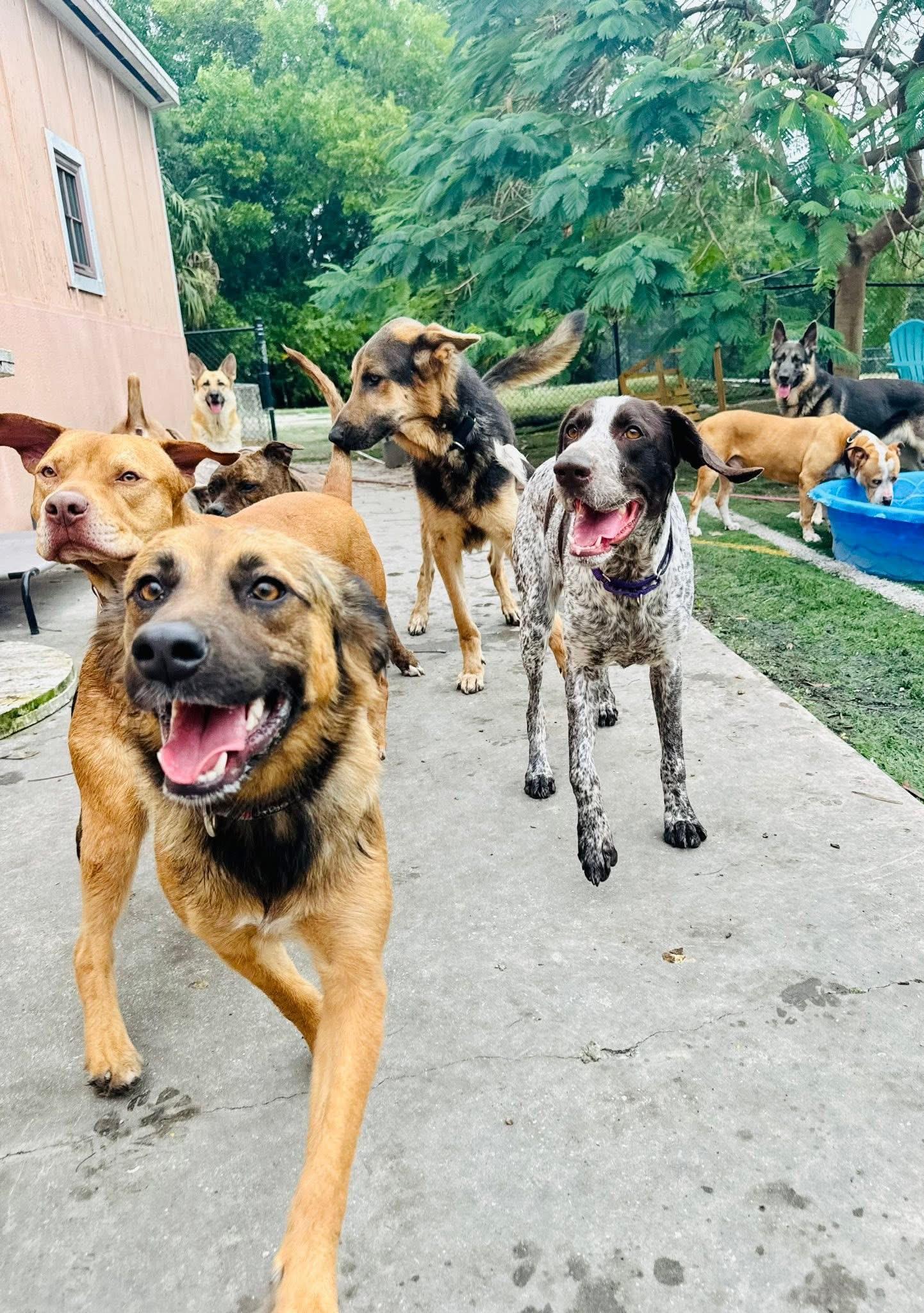 Reese, a ADOPTABLE German Shorthaired Pointer in Palm City, FL image 2/3