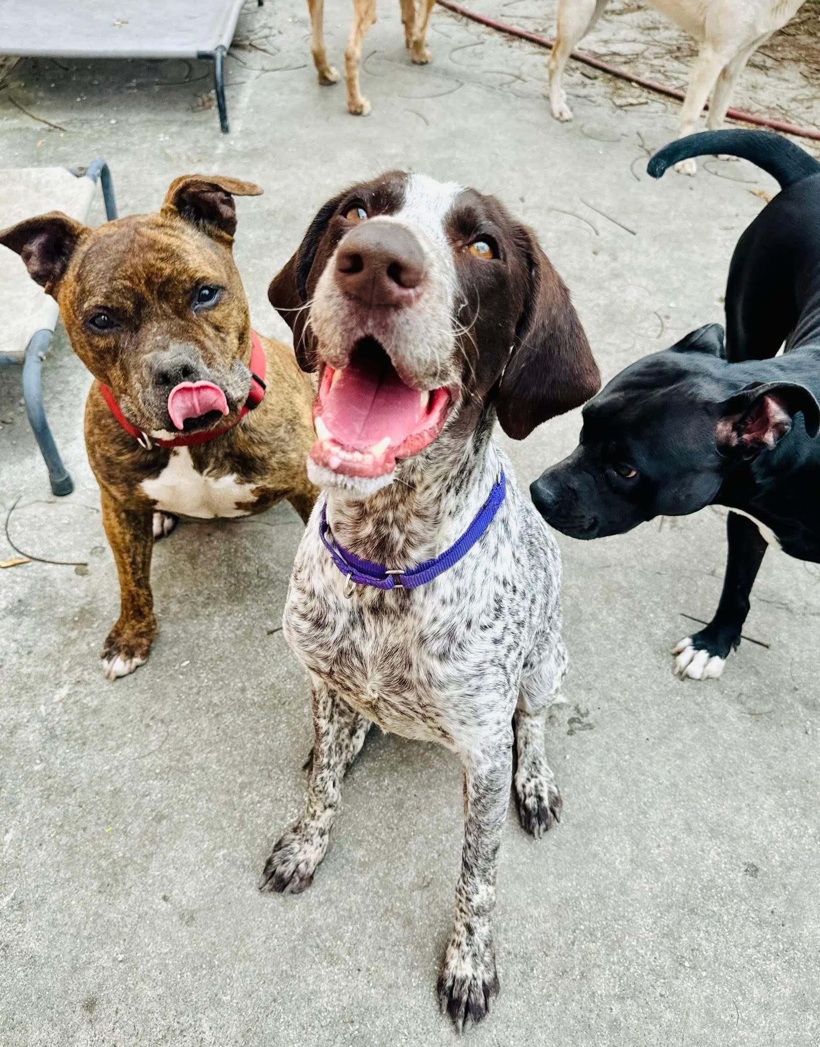Reese, a ADOPTABLE German Shorthaired Pointer in Palm City, FL image 3/3