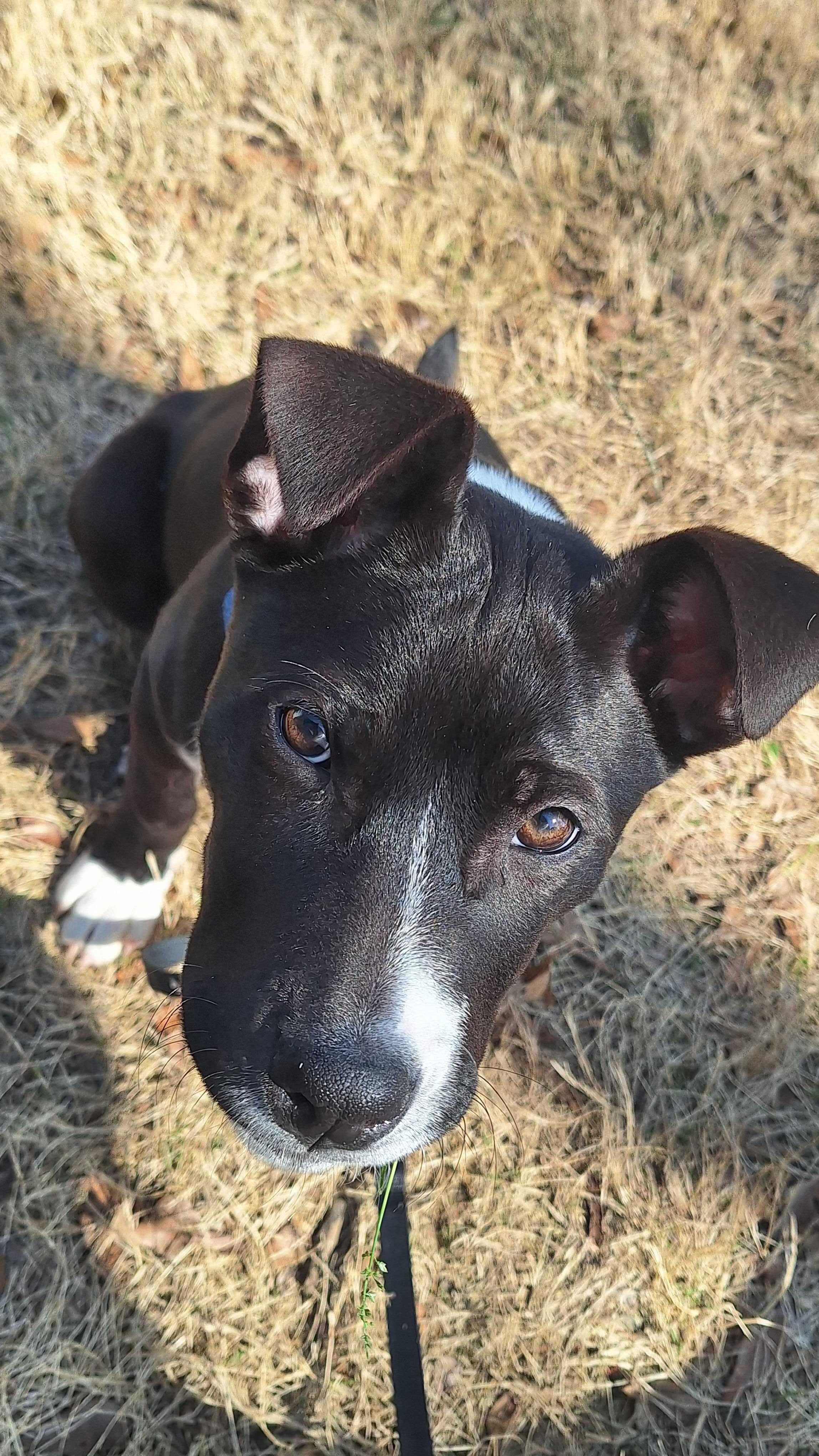 Dee Dee, a ADOPTABLE mixed breed in Fuquay Varina, NC image 1/5