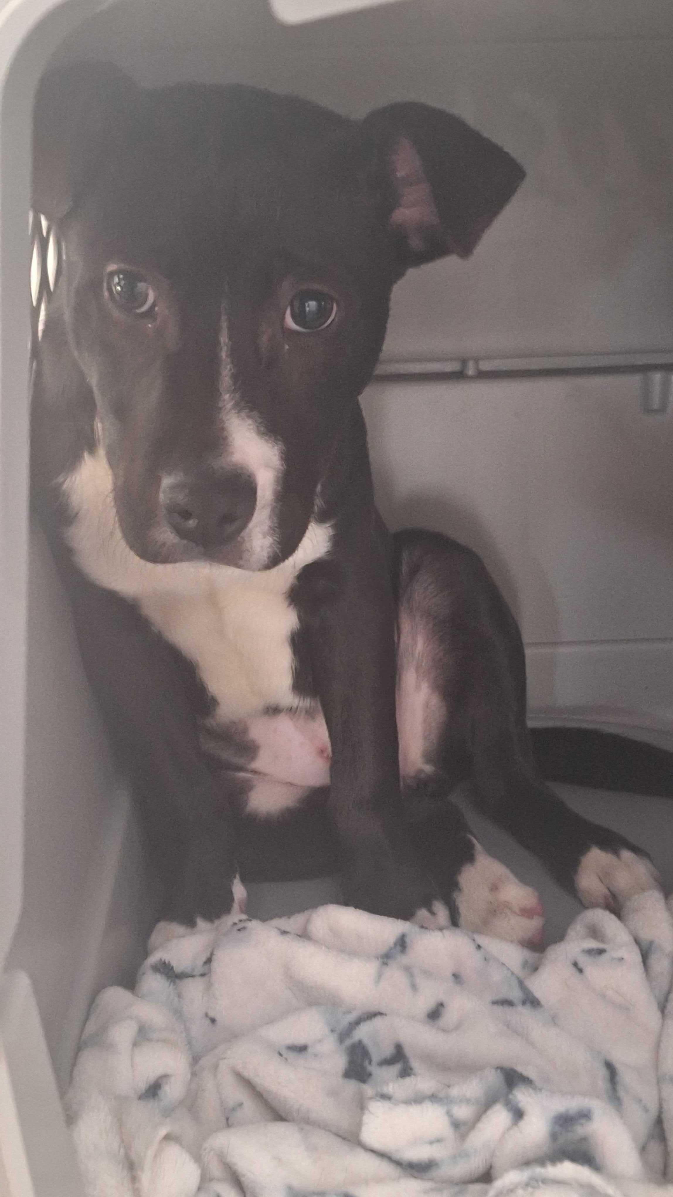 Dee Dee, a ADOPTABLE mixed breed in Fuquay Varina, NC image 3/5