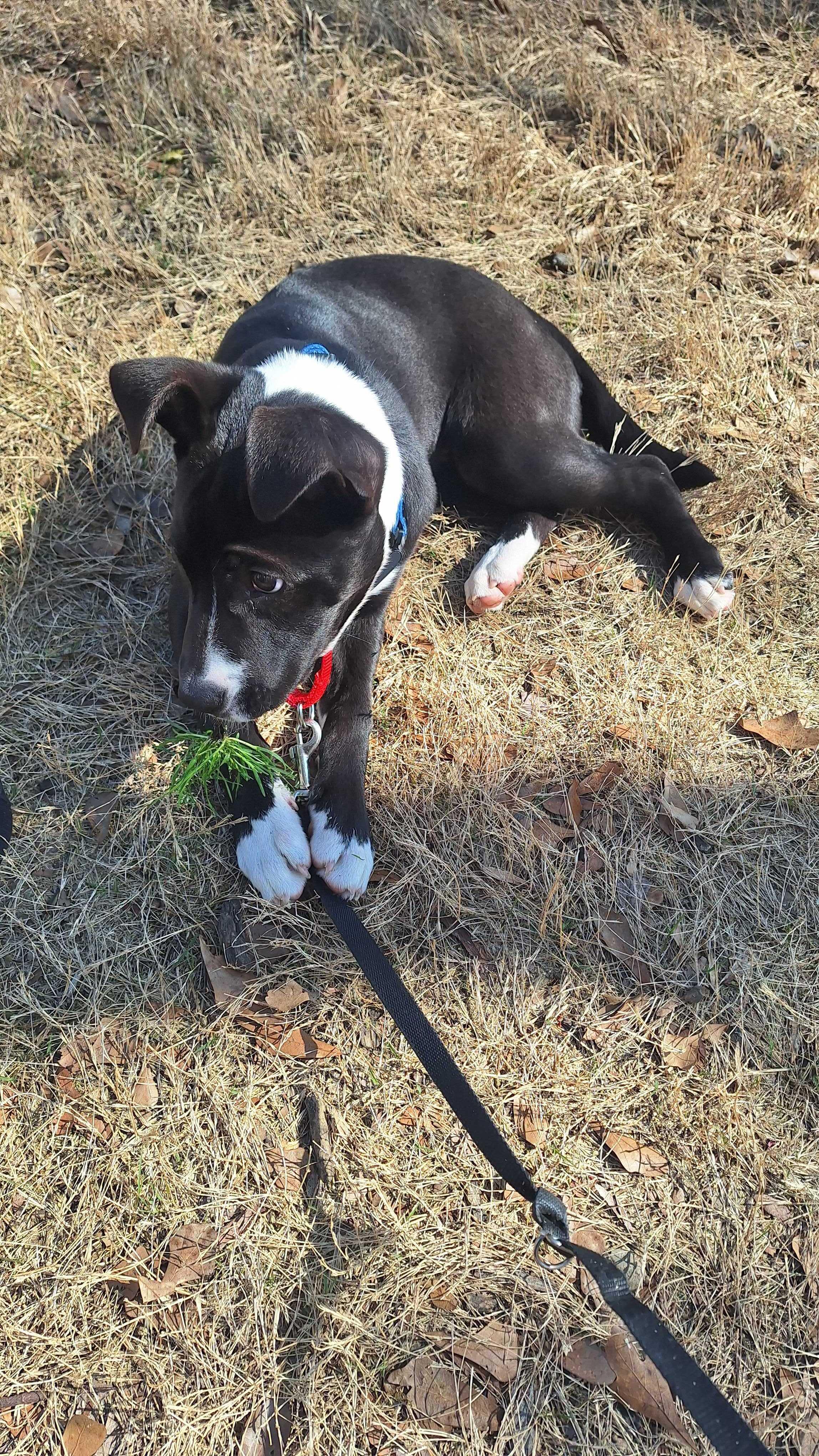 Dee Dee, a ADOPTABLE mixed breed in Fuquay Varina, NC image 4/5